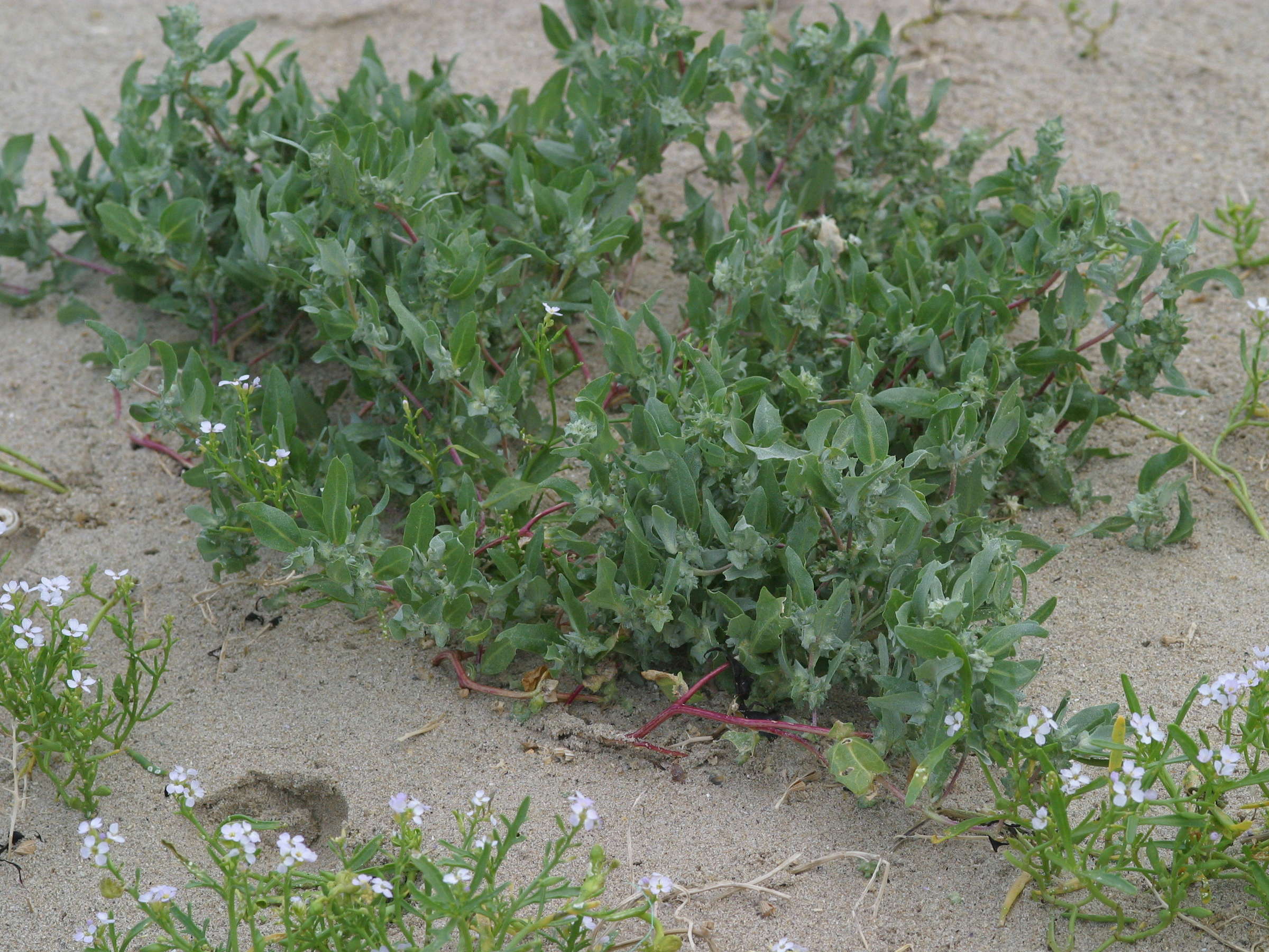 atriplex_laciniata4bd