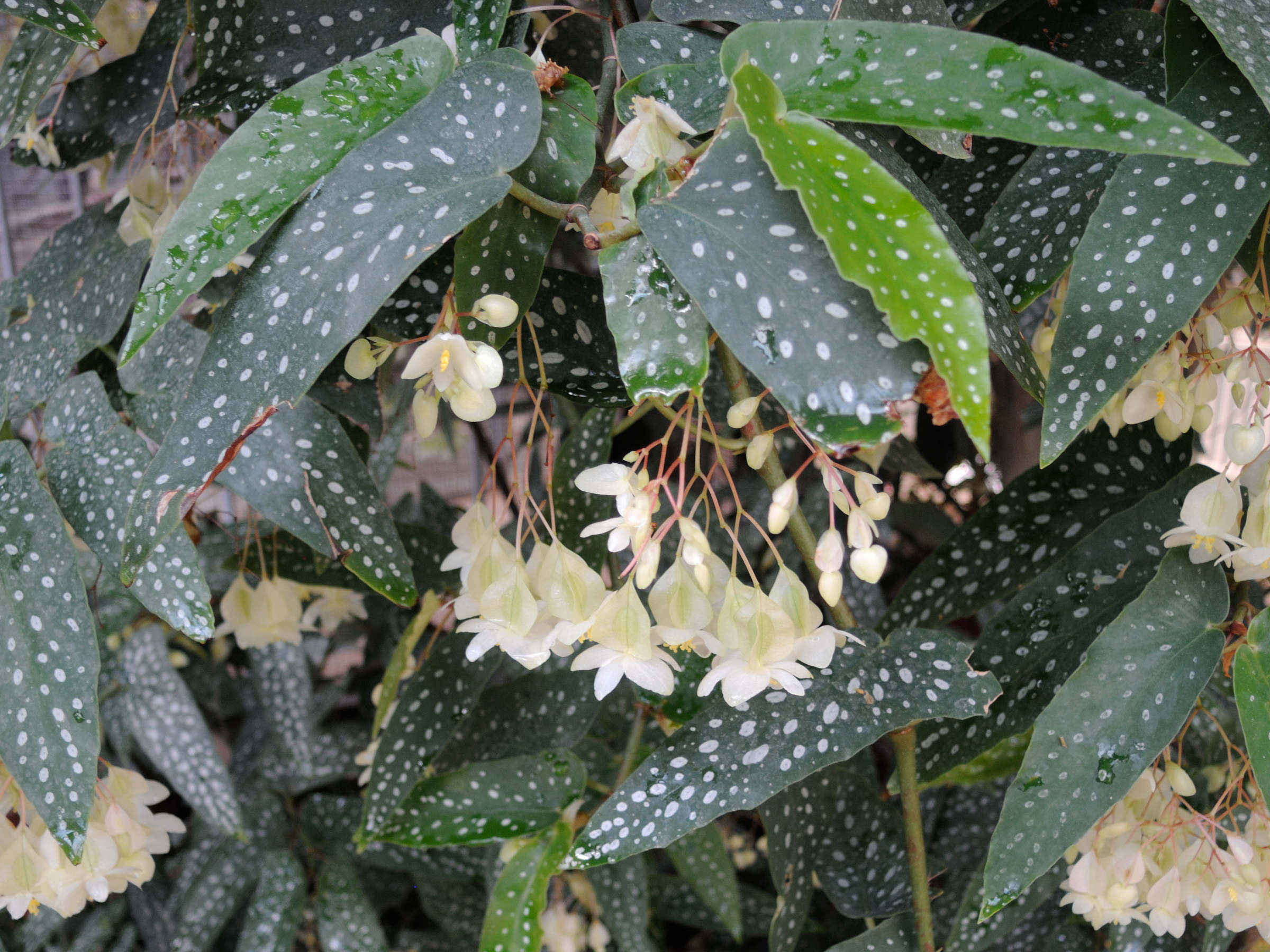 Afficher le média begonia_x_albopicta2md begonia_x_albopicta2md