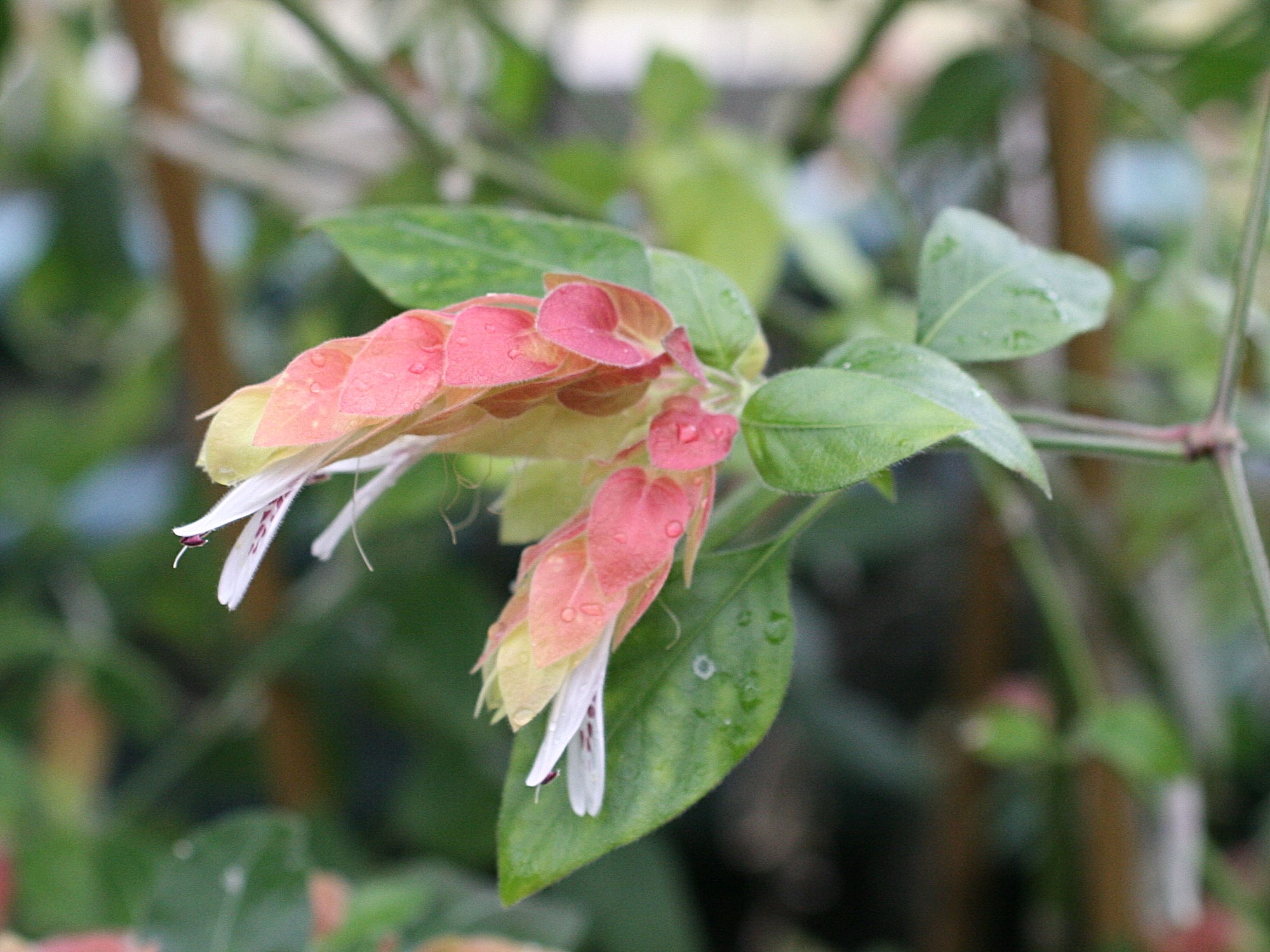 beloperone_guttata2md