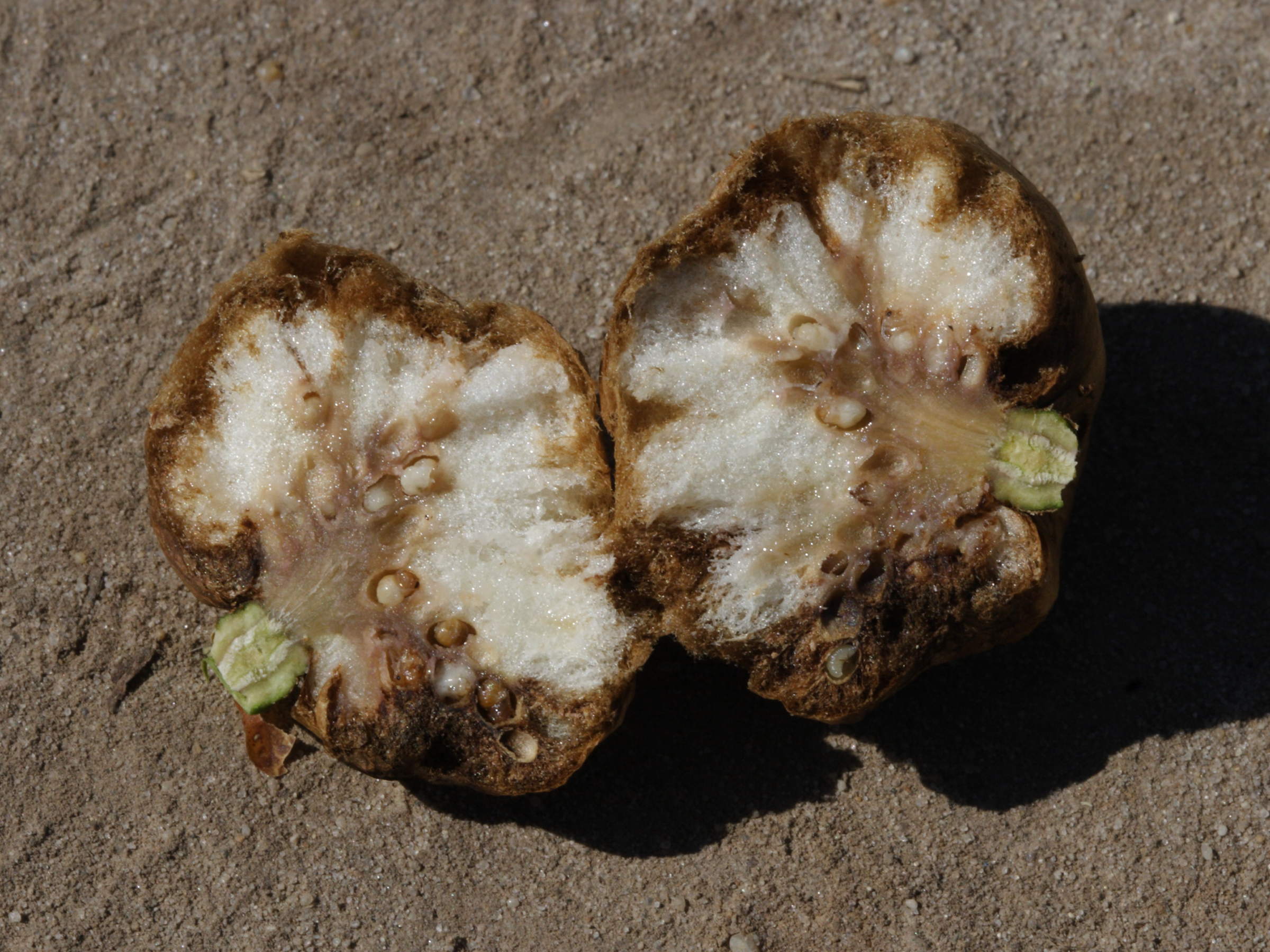 biorhiza_pallida_galle4md