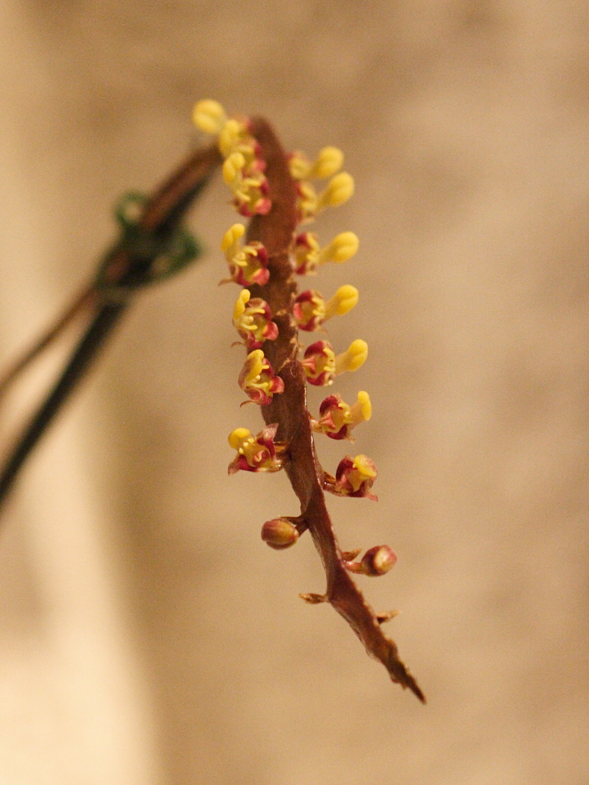 Afficher le média bulbophyllum_falcatum2md bulbophyllum_falcatum2md