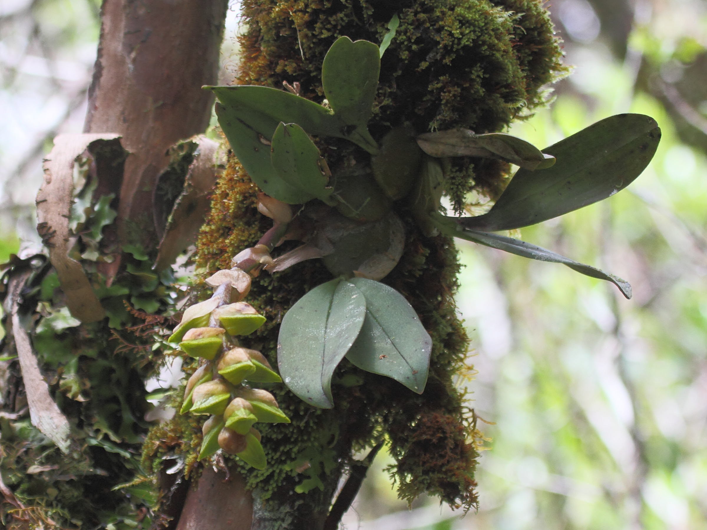 bulbophyllum_occlusum1bd