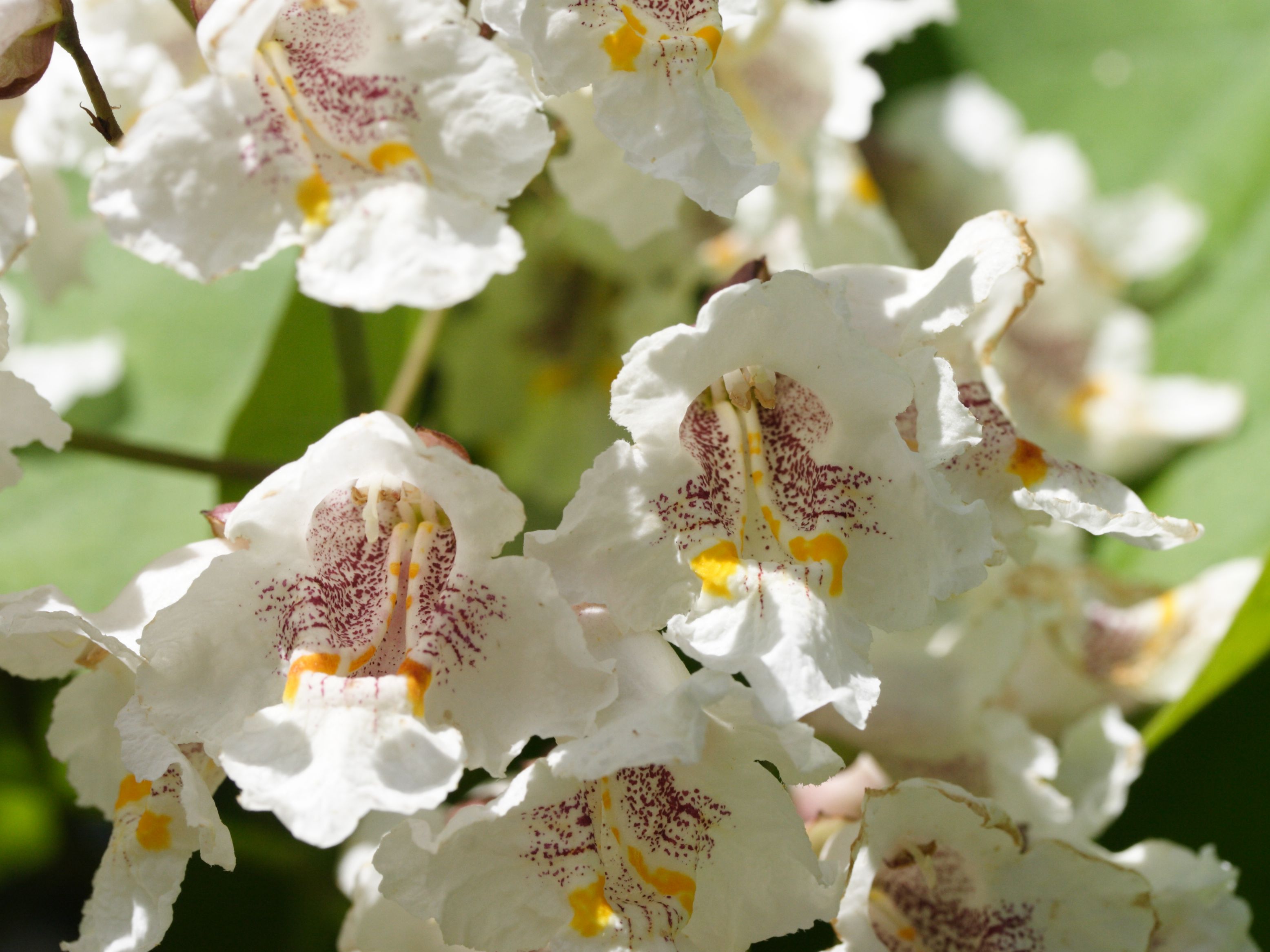 catalpa_bignonioides6md