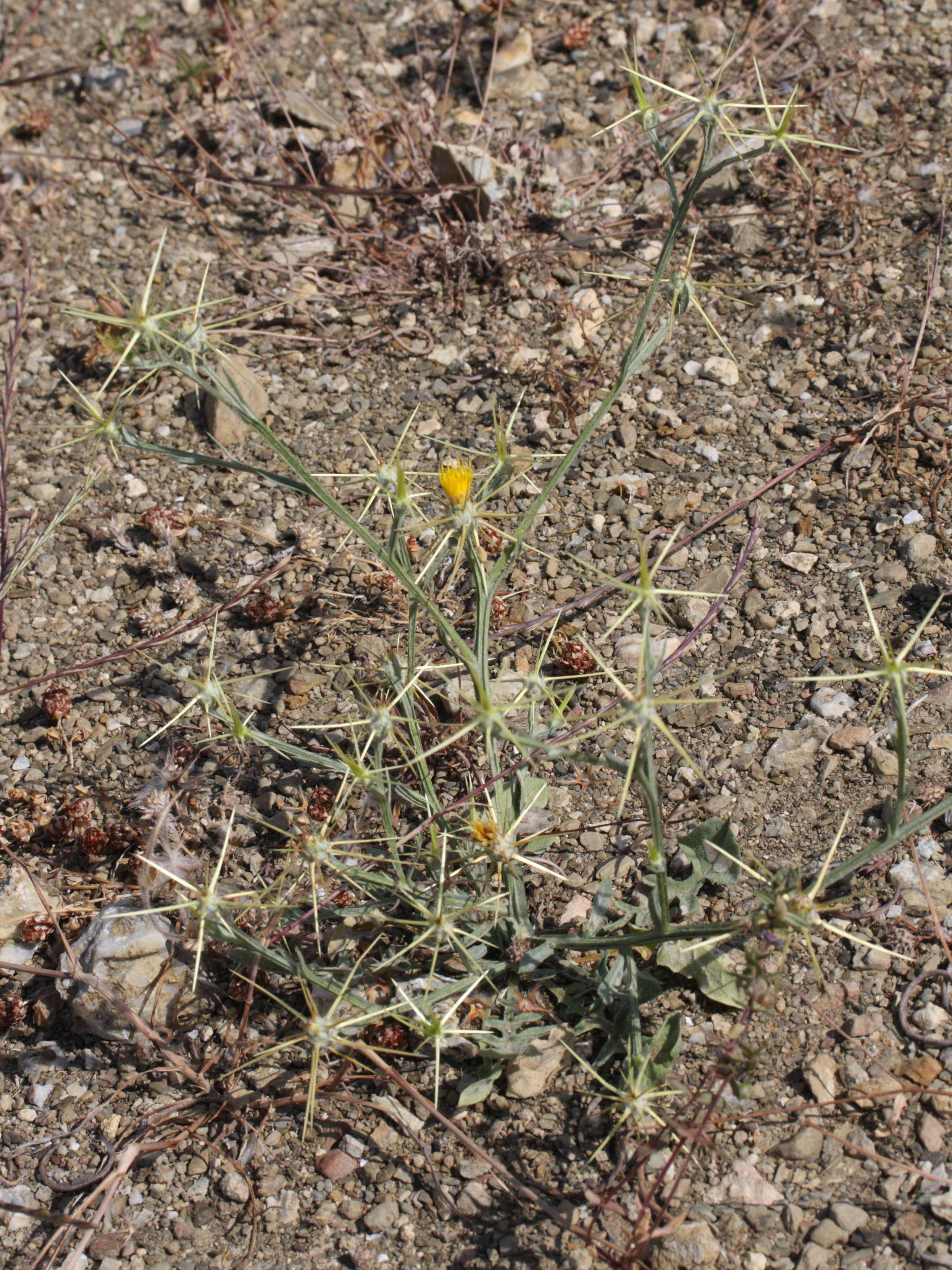 centaurea_solstitialis1bmd