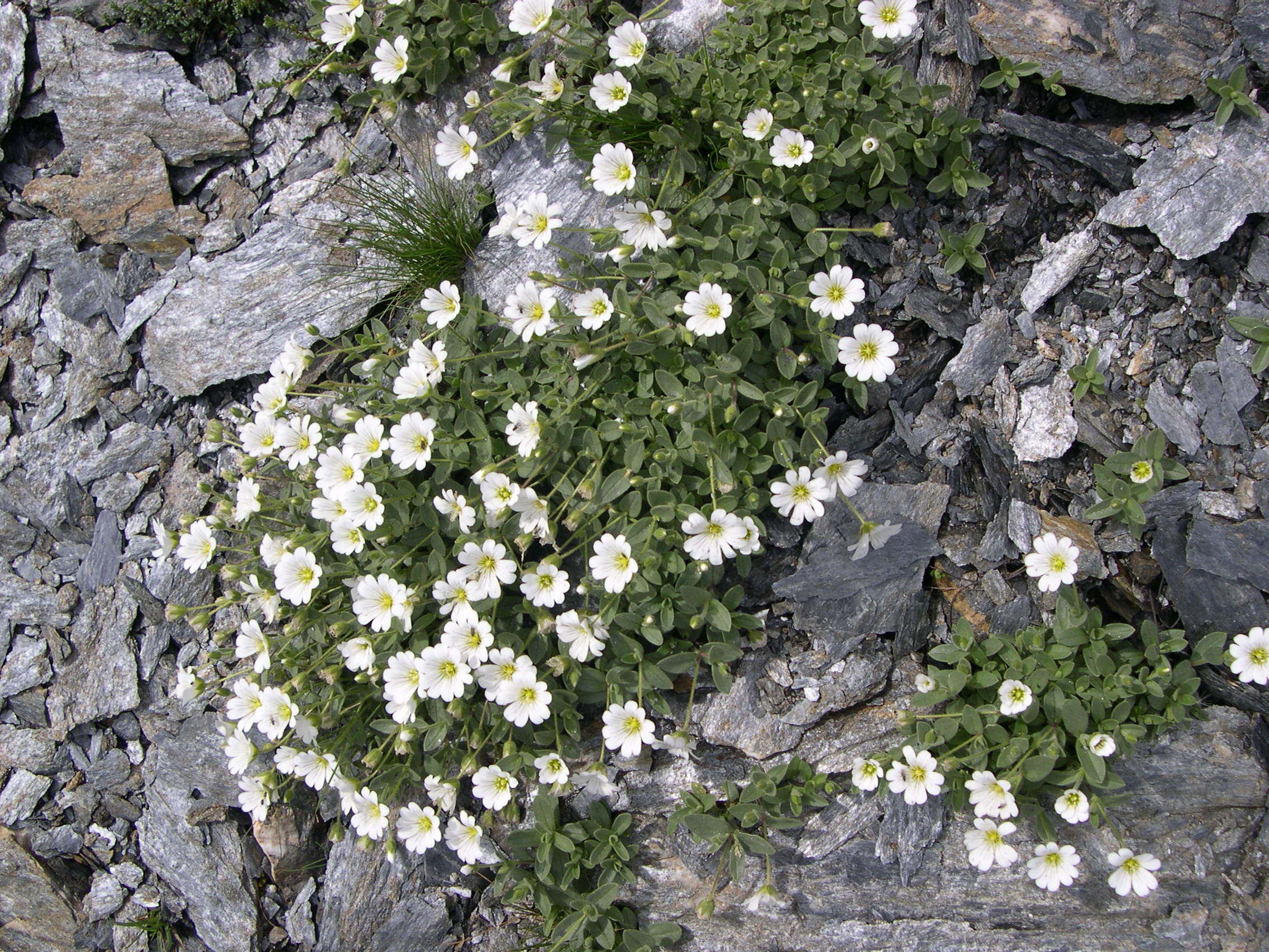 Afficher le média cerastium_latifolium1md cerastium_latifolium1md