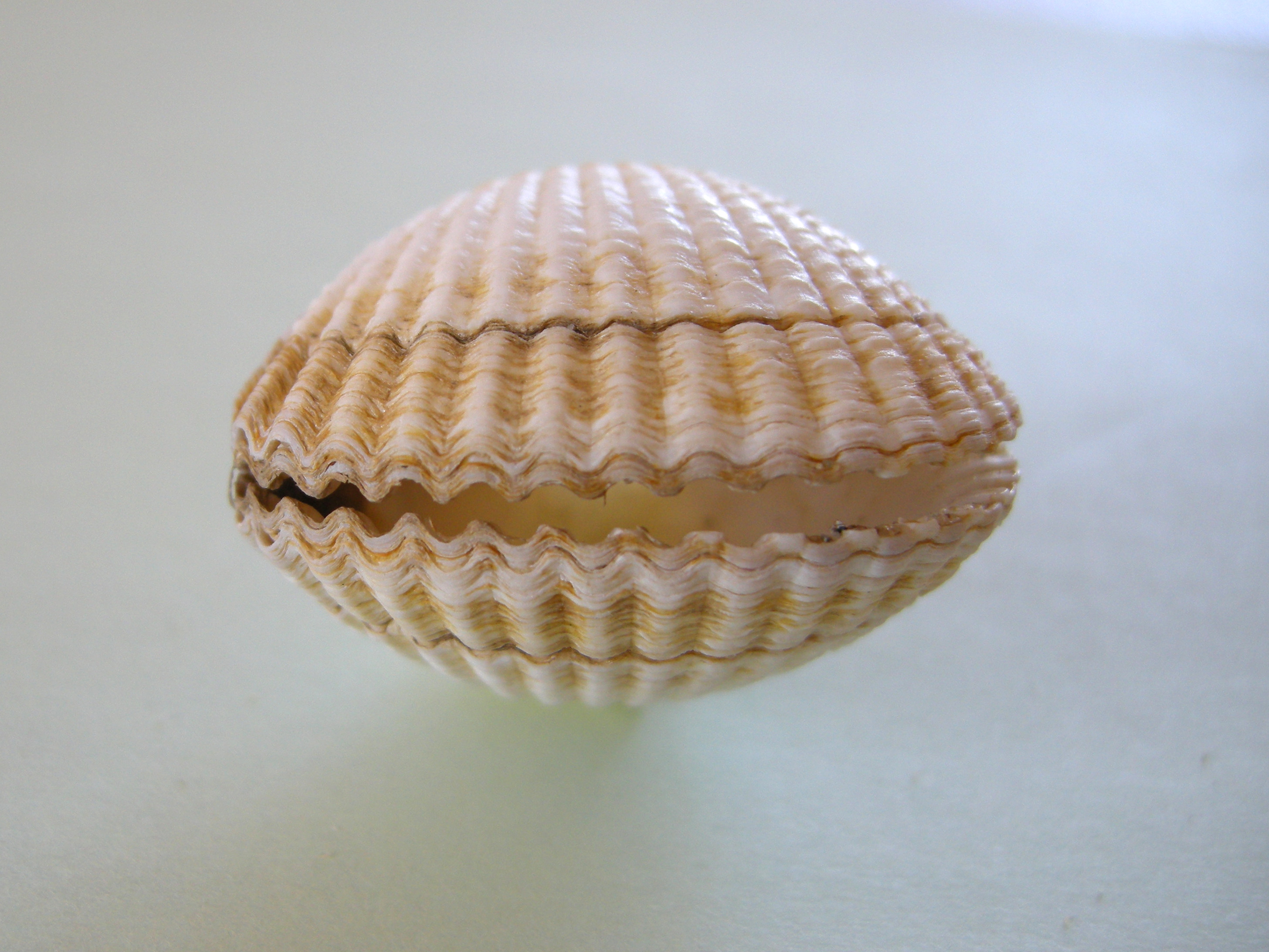 cerastoderma_edule4md