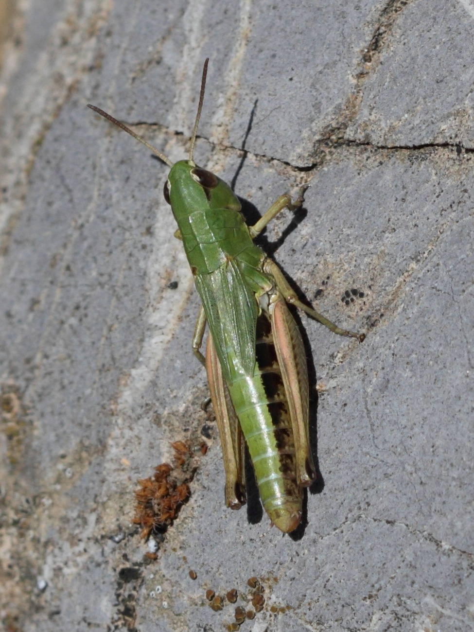 chorthippus_parallelus3bd