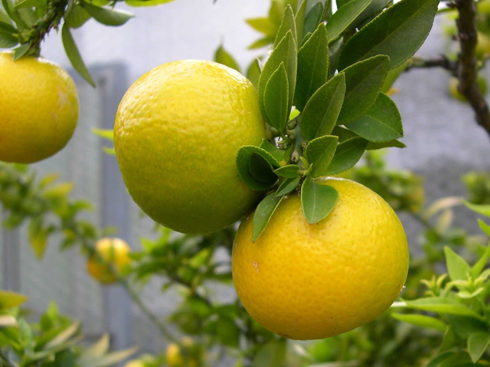 Afficher le média citrus_aurantium_myrtifolia2md citrus_aurantium_myrtifolia2md