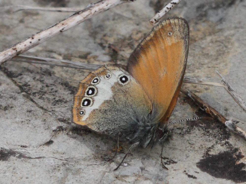 coenonympha_darwiniana3bd