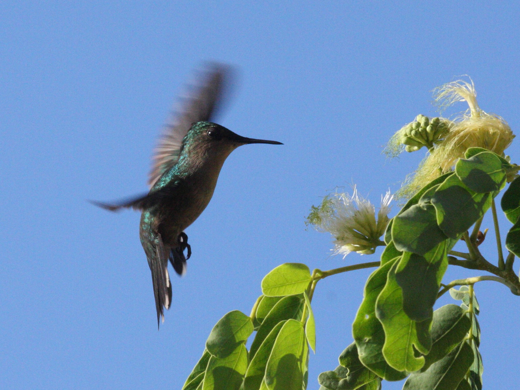 colibri_huppe_-_orthorhyncus_cristatus5bd