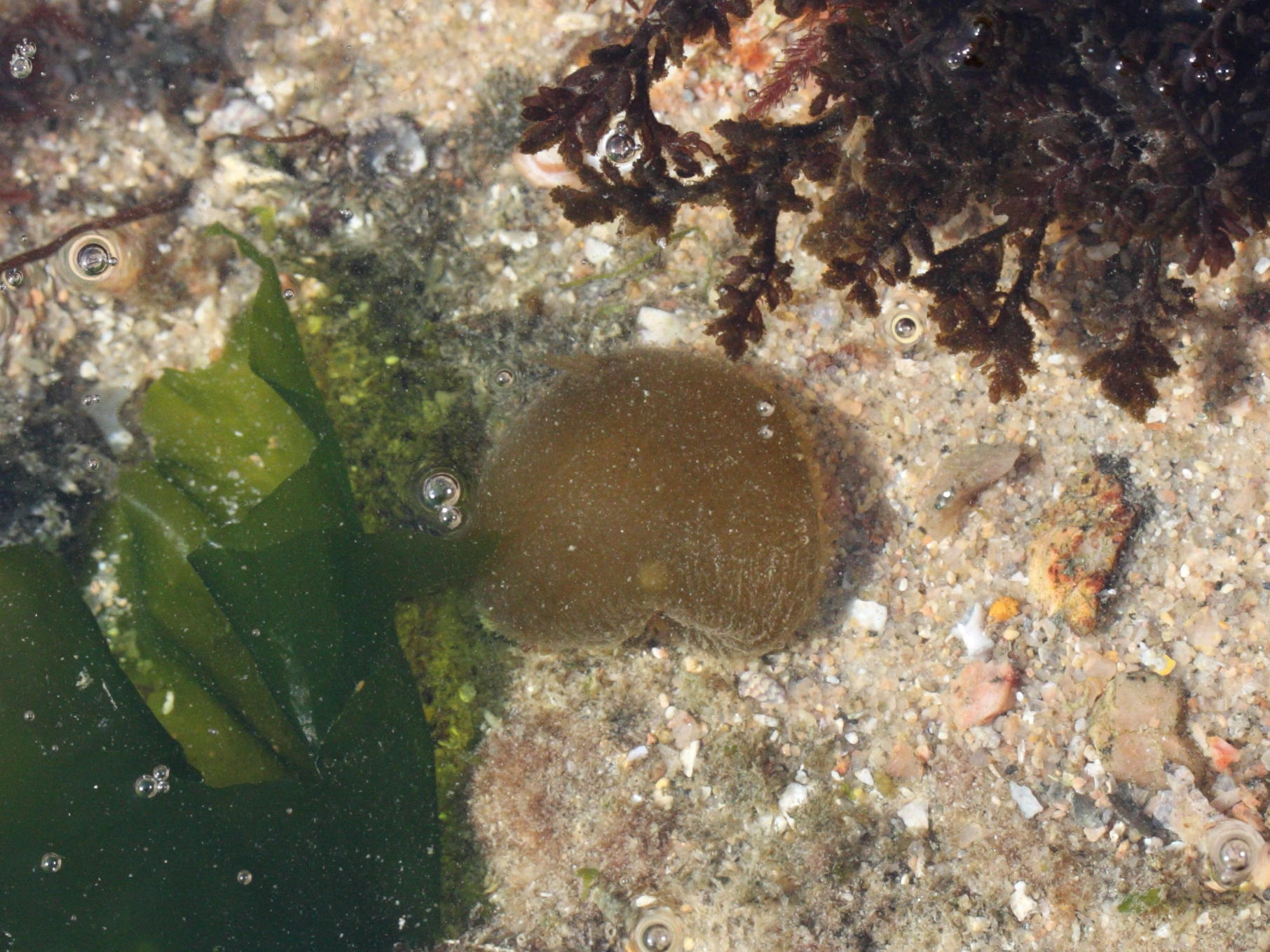 colpomenia_peregrina2md