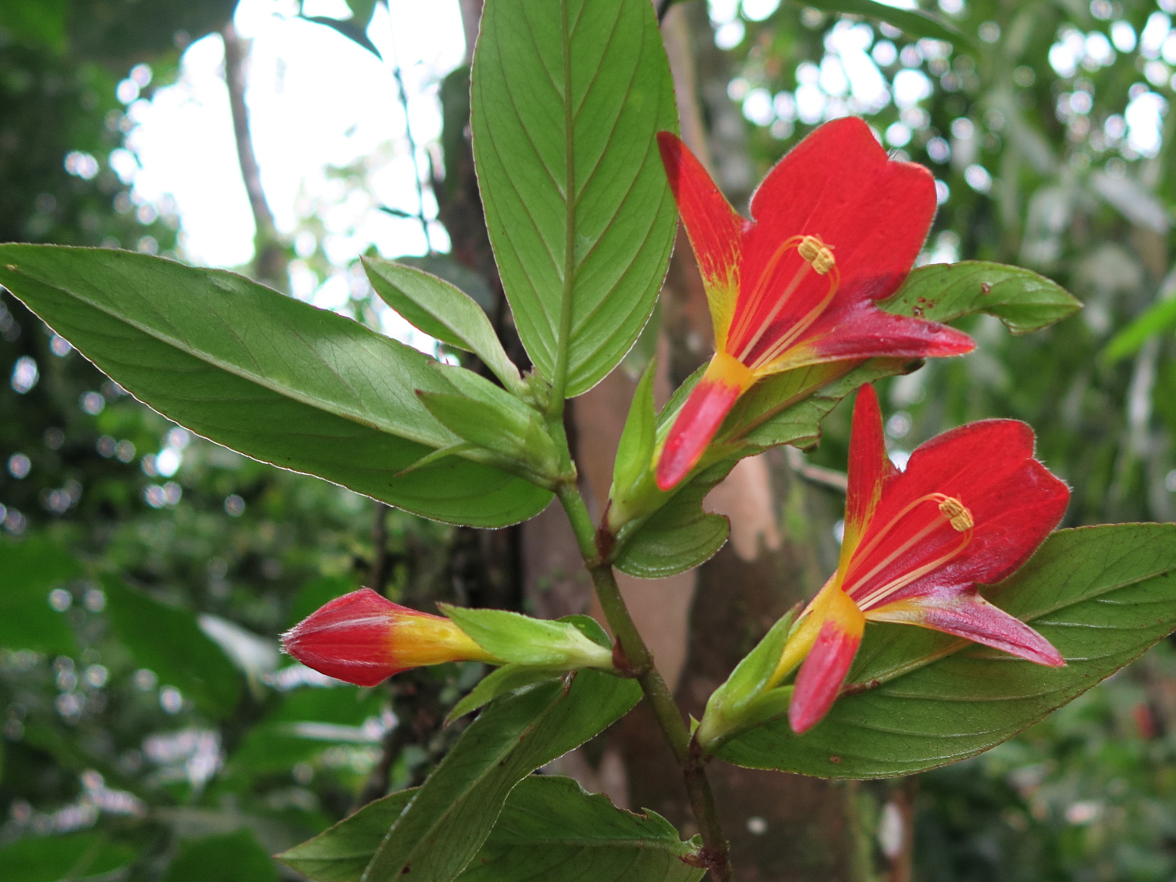 columnea_nicaraguensis3md