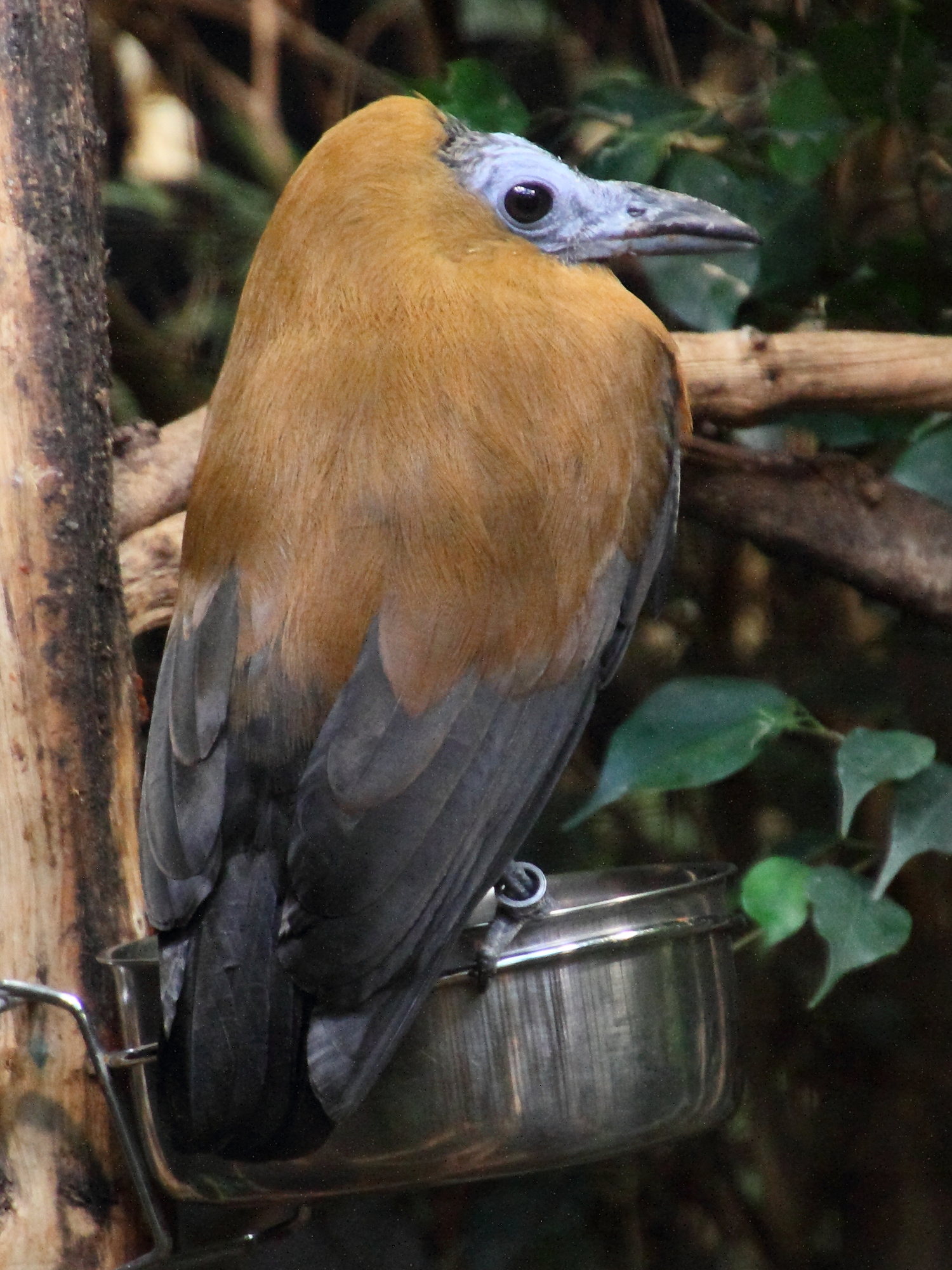 coracine_chauve_-_perissocephalus_tricolor3md