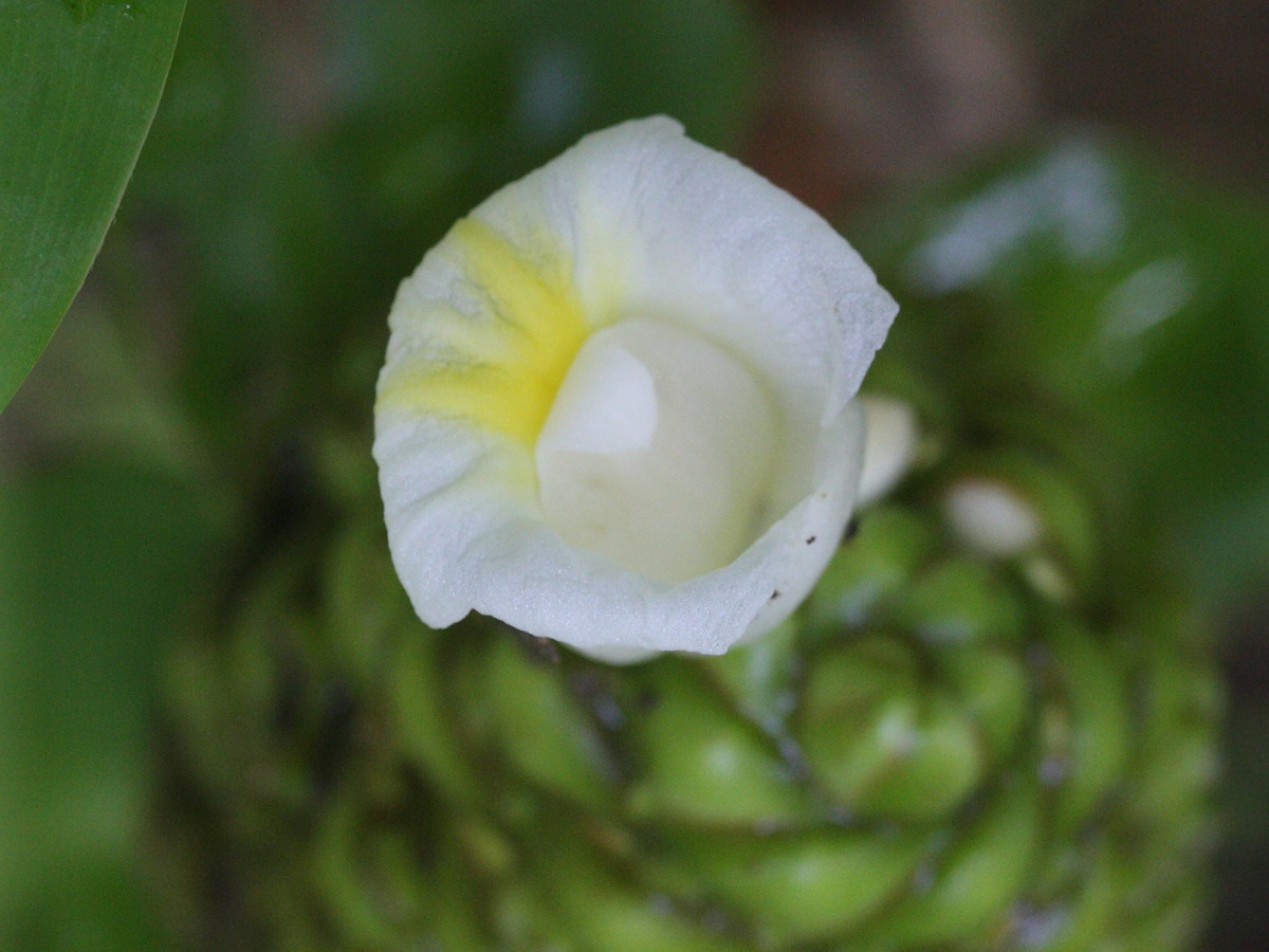 costus_deistellii2md