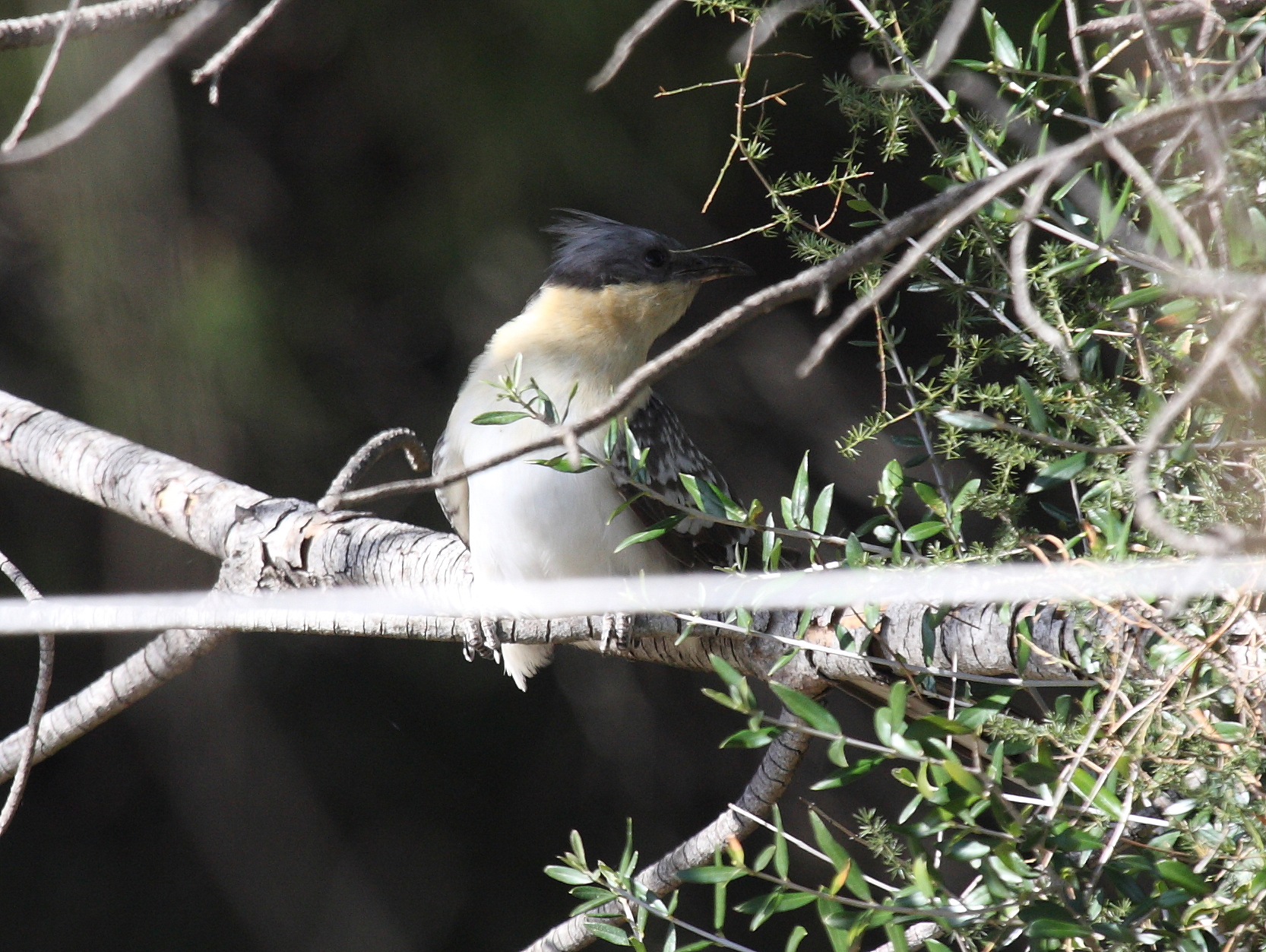 coucou_geai_-_clamator_glandarius3bd