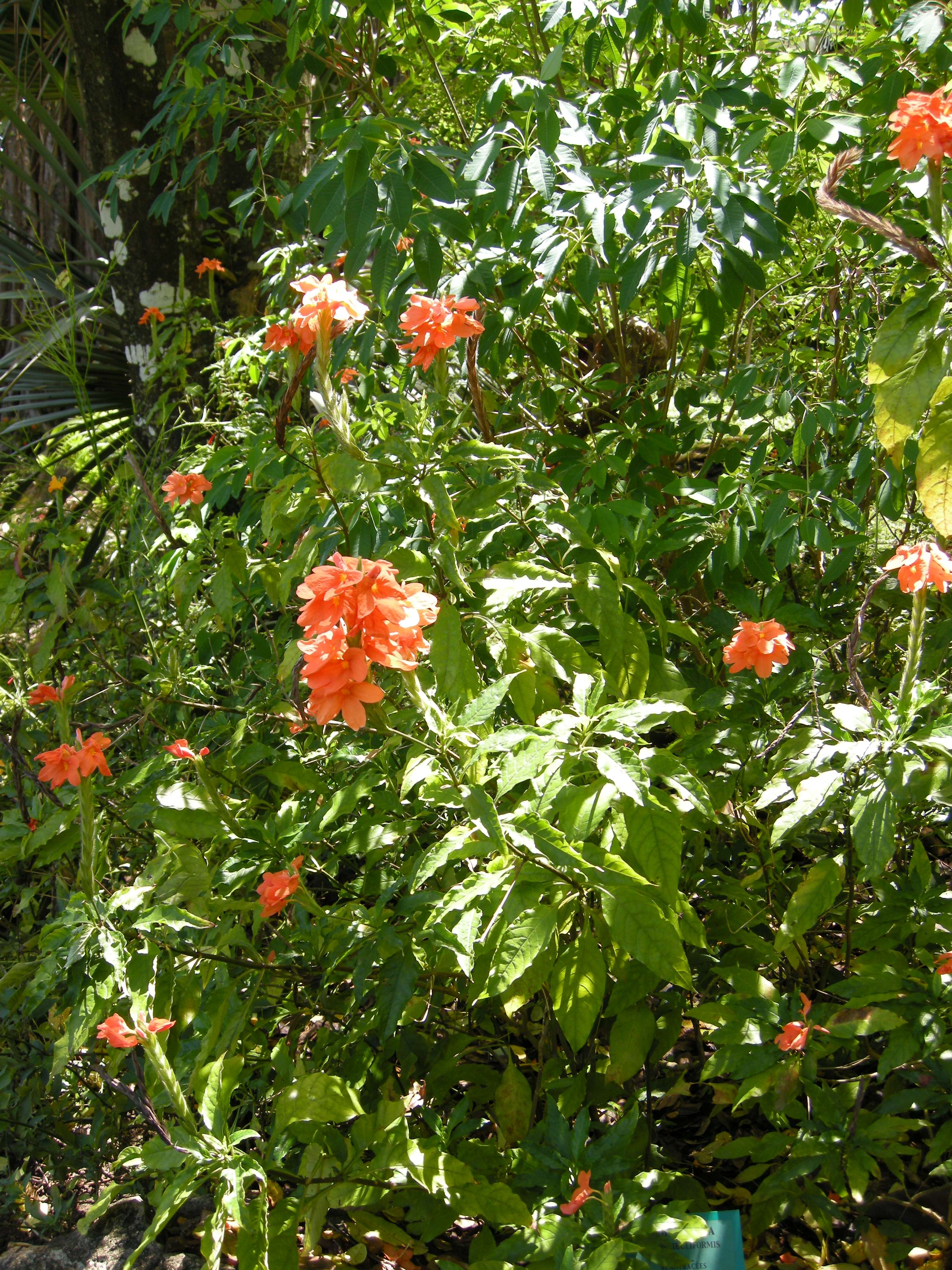 Afficher le média crossandra_infundibuliformis1md crossandra_infundibuliformis1md