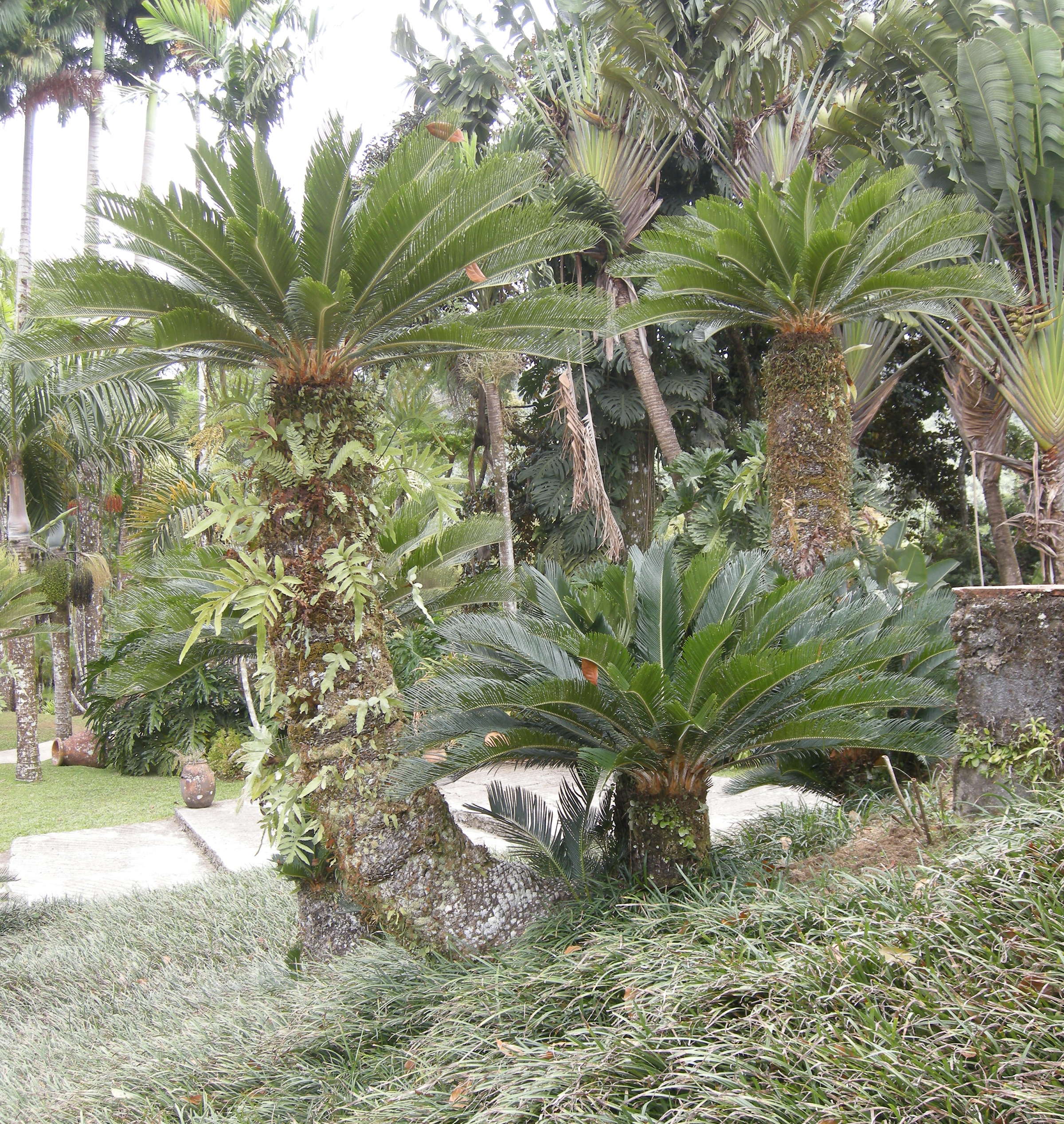 cycas_revoluta4md