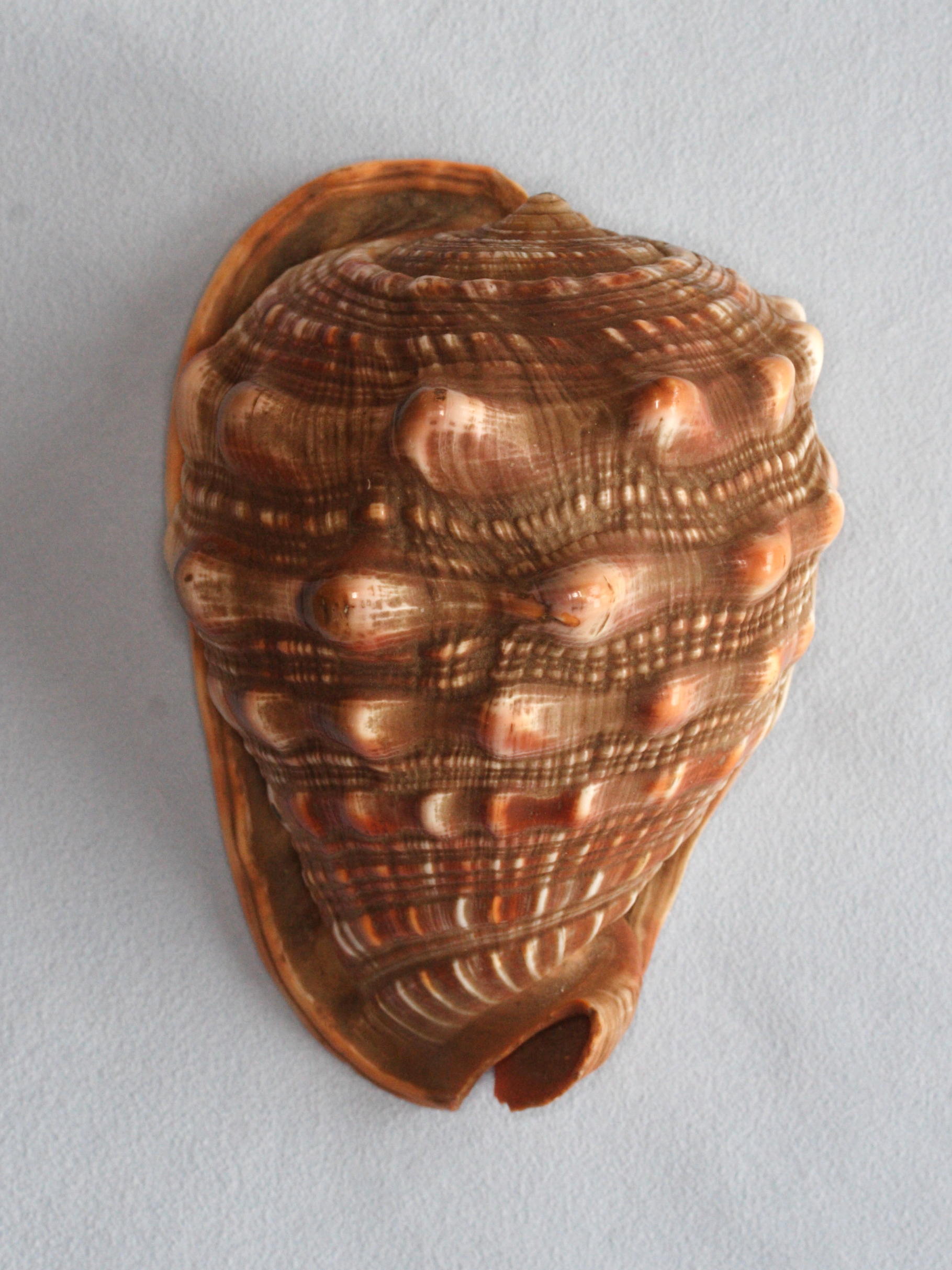 cypraecassis_rufa1md