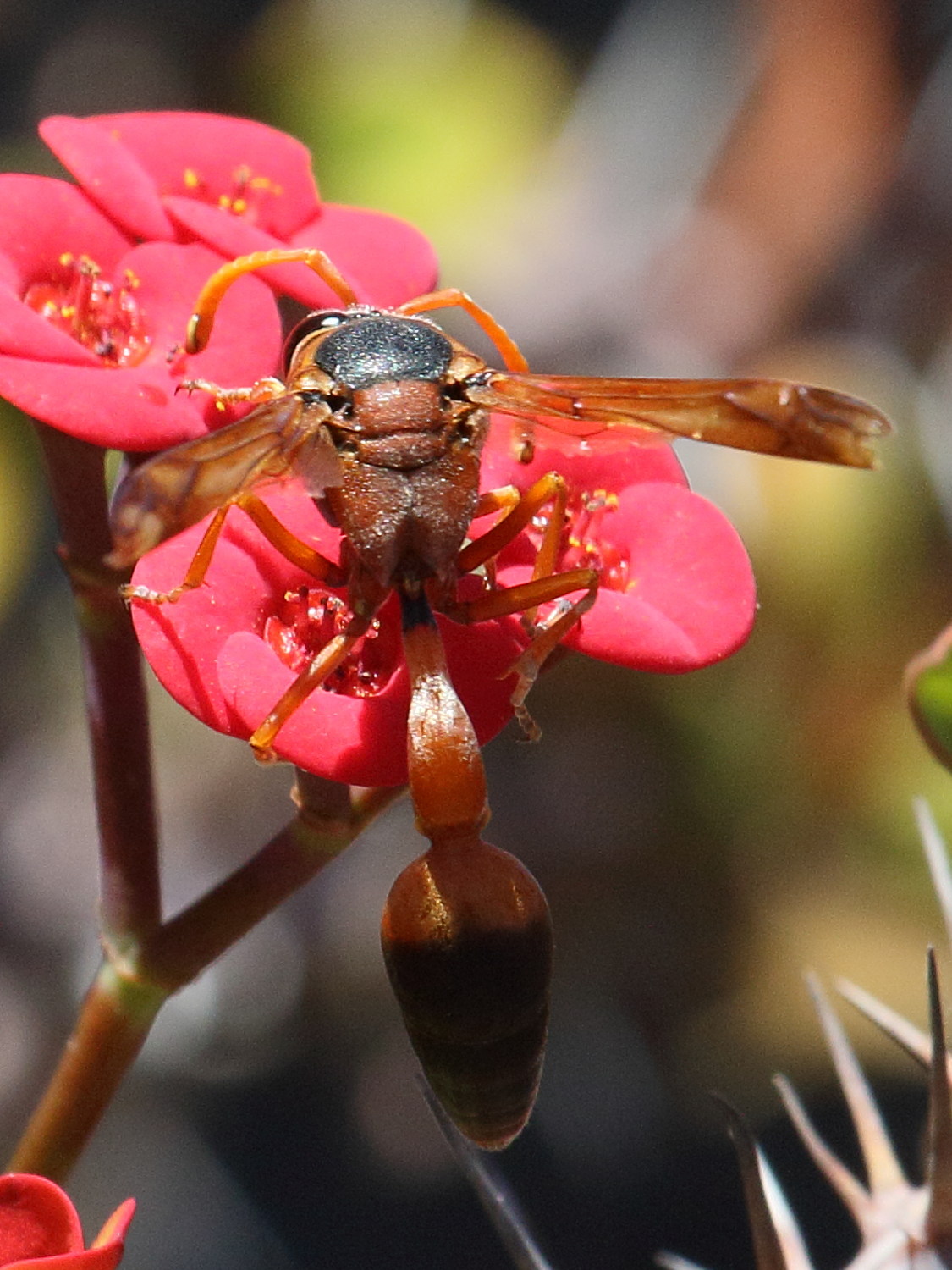 delta_dimidiatipenne3bd