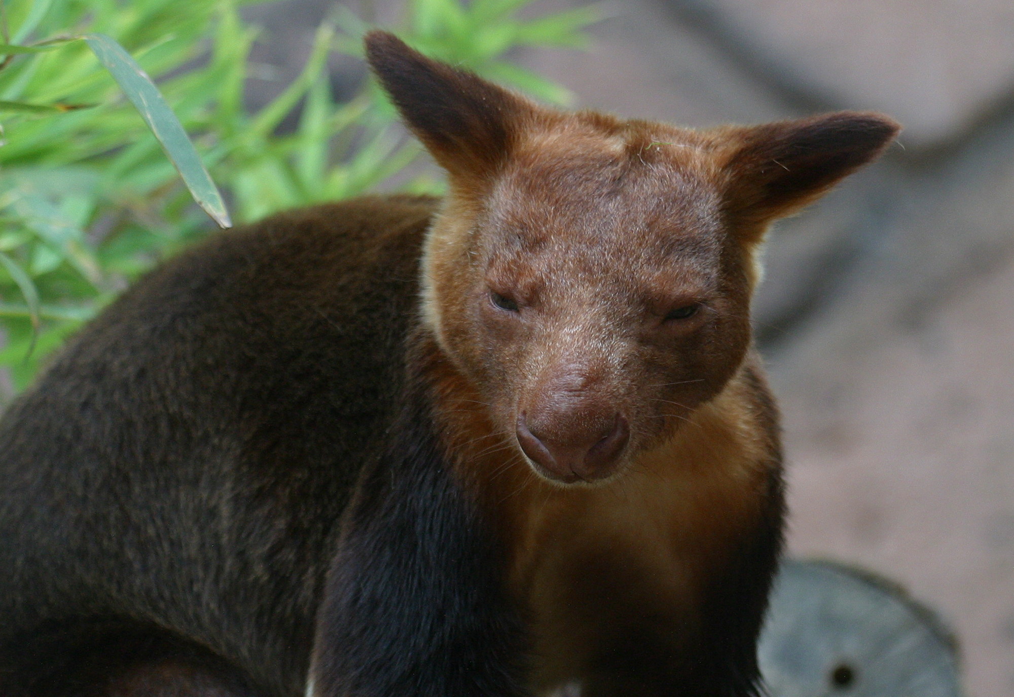 dendrolagus_goodfellowi_burgesi3bd