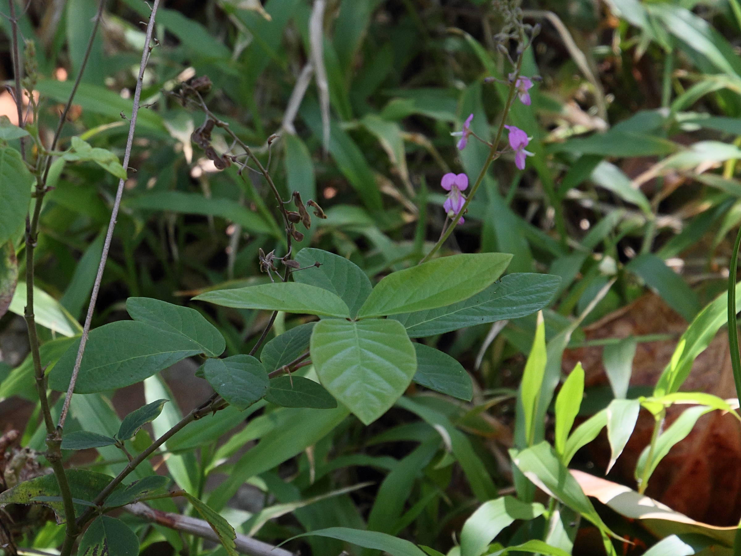 Afficher le média desmodium_axillare1md desmodium_axillare1md