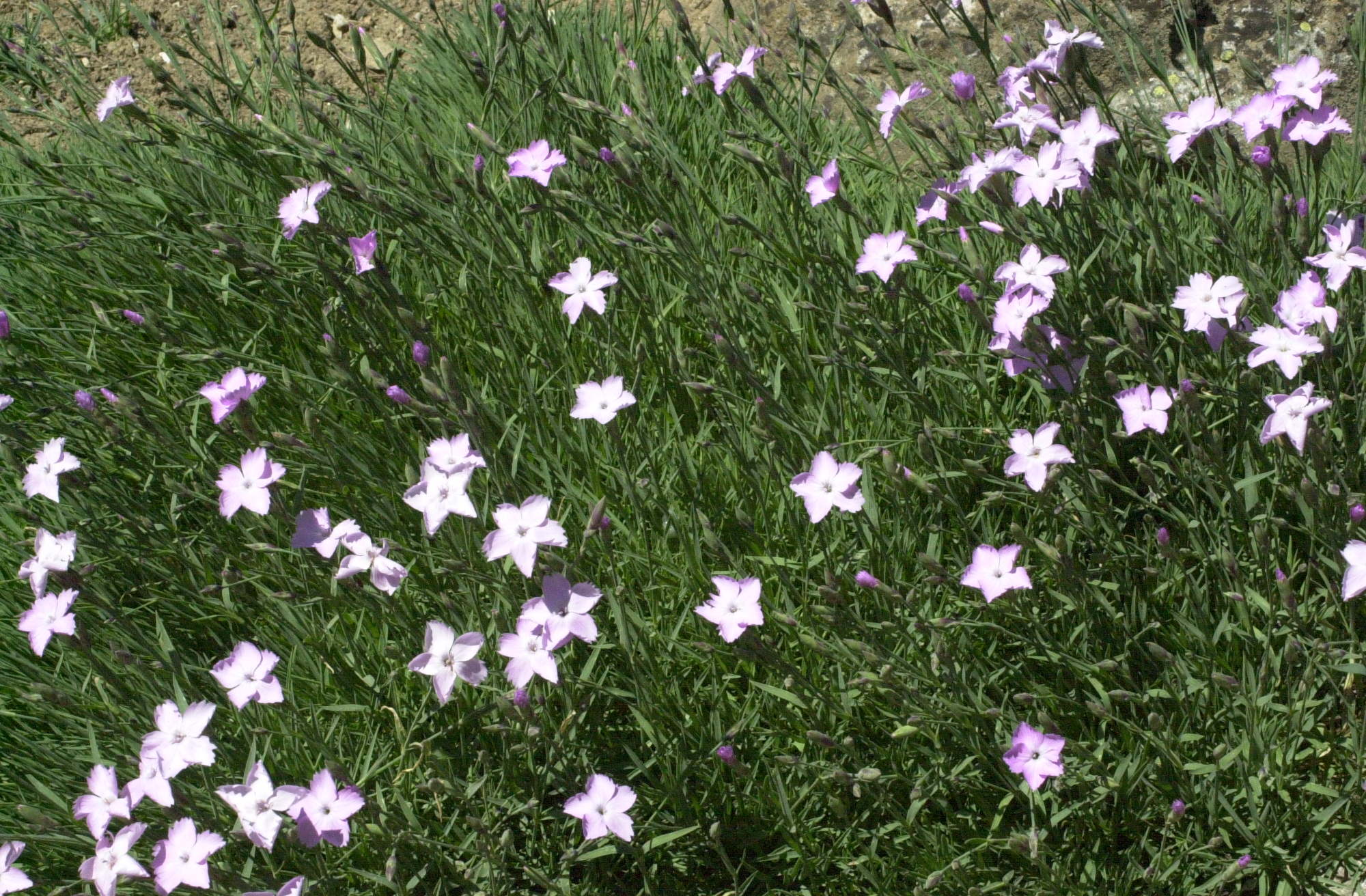 dianthus_gratianopolitanus1md