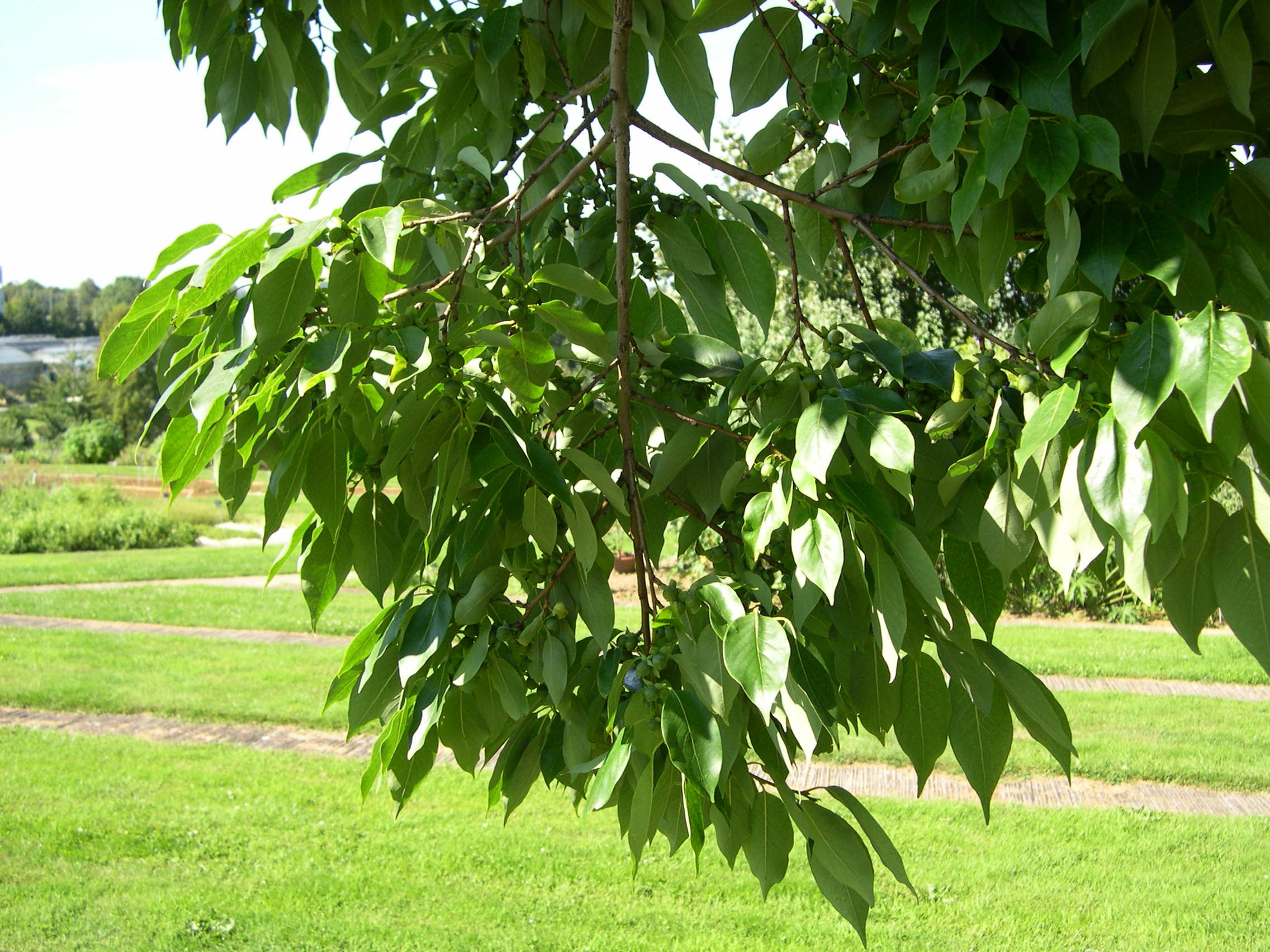 Afficher le média diospyros_lotus2md diospyros_lotus2md