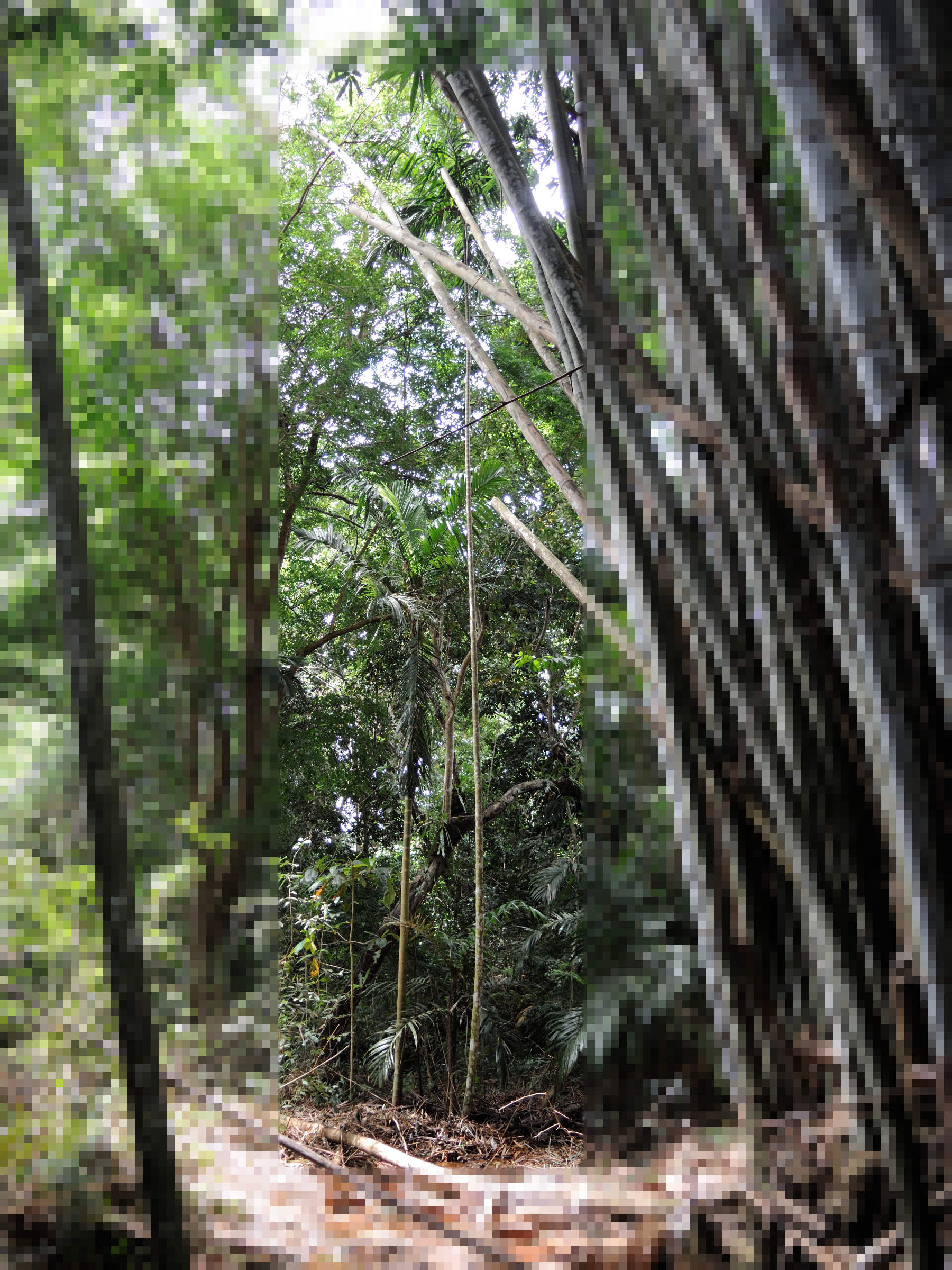 dypsis_lanceolata1md