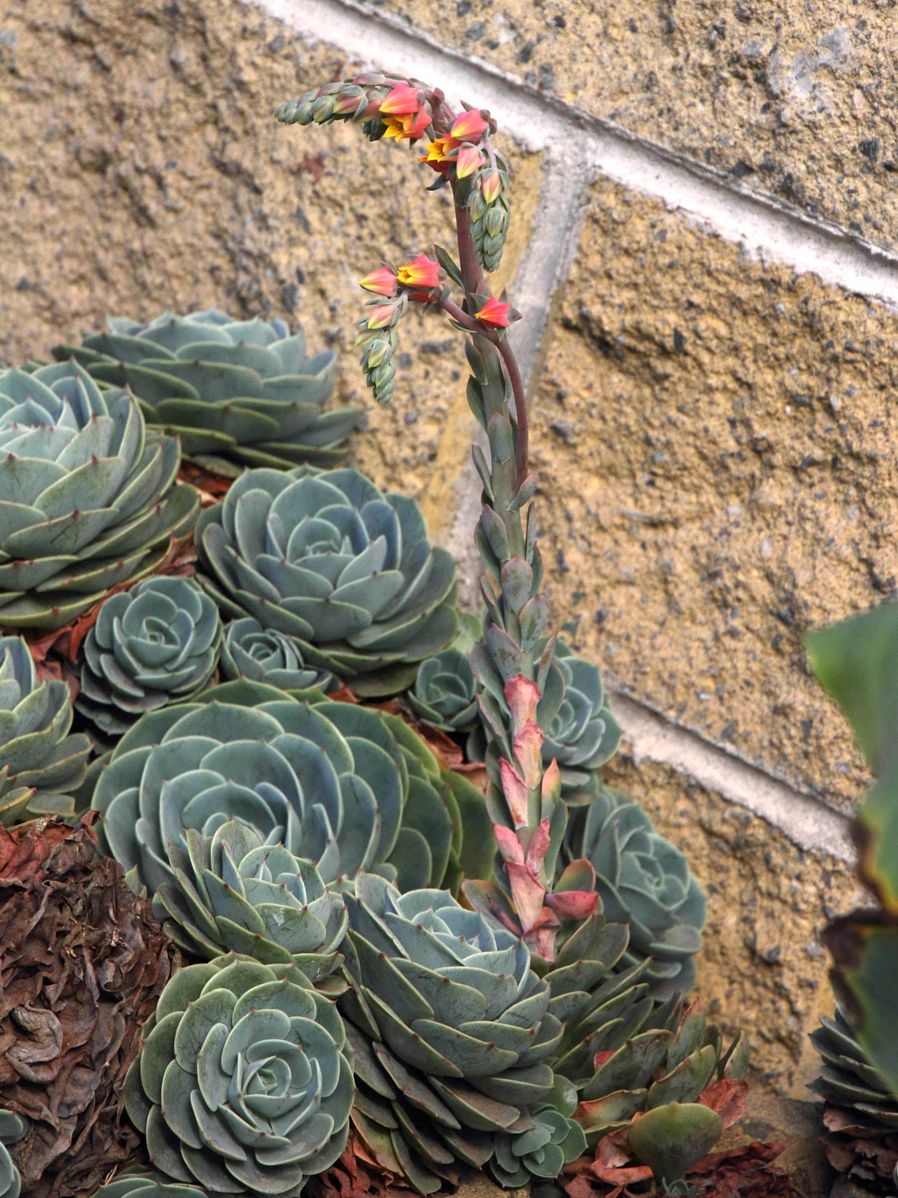 echeveria_peacockii1md
