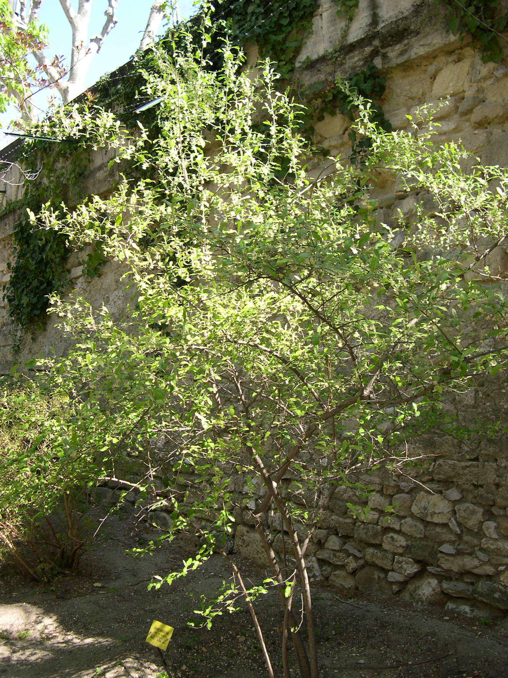 elaeagnus_umbellata1md