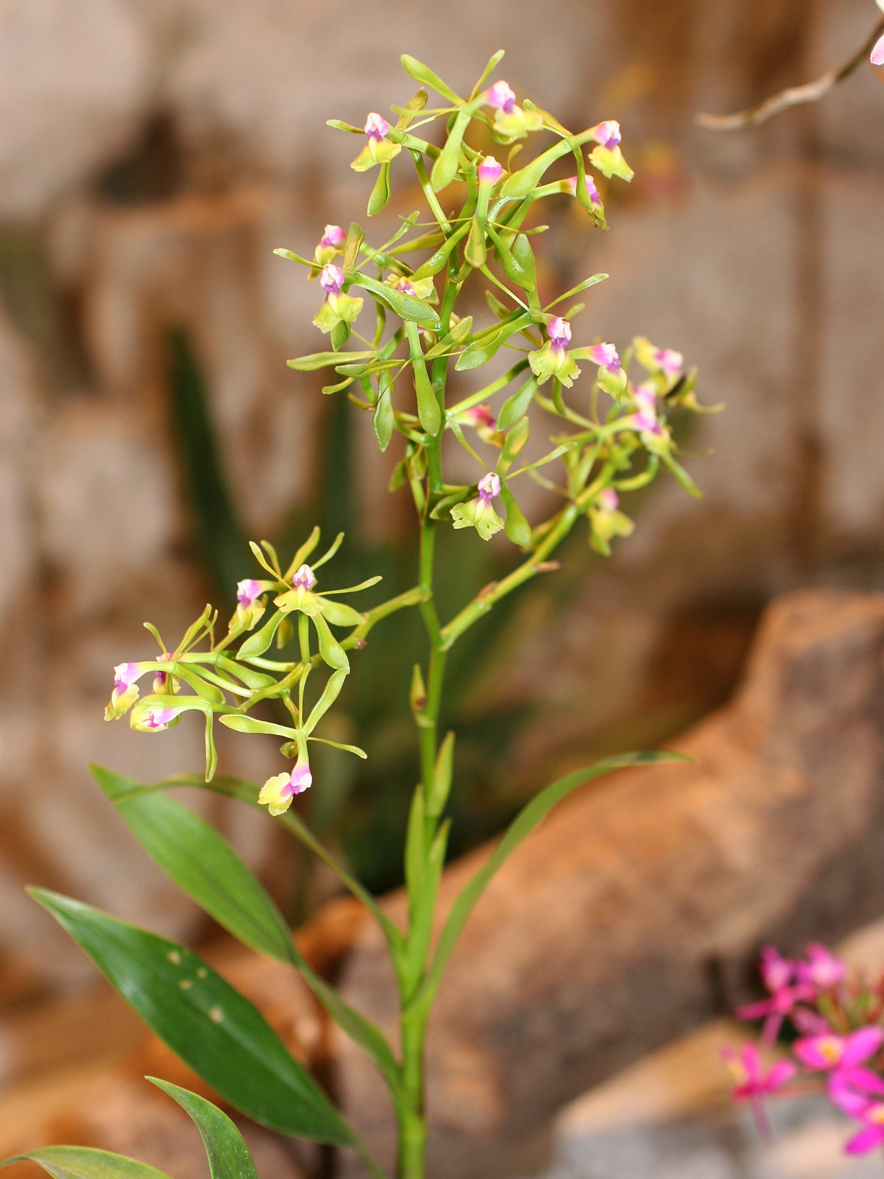 epidendrum_pseudepidendrum1md