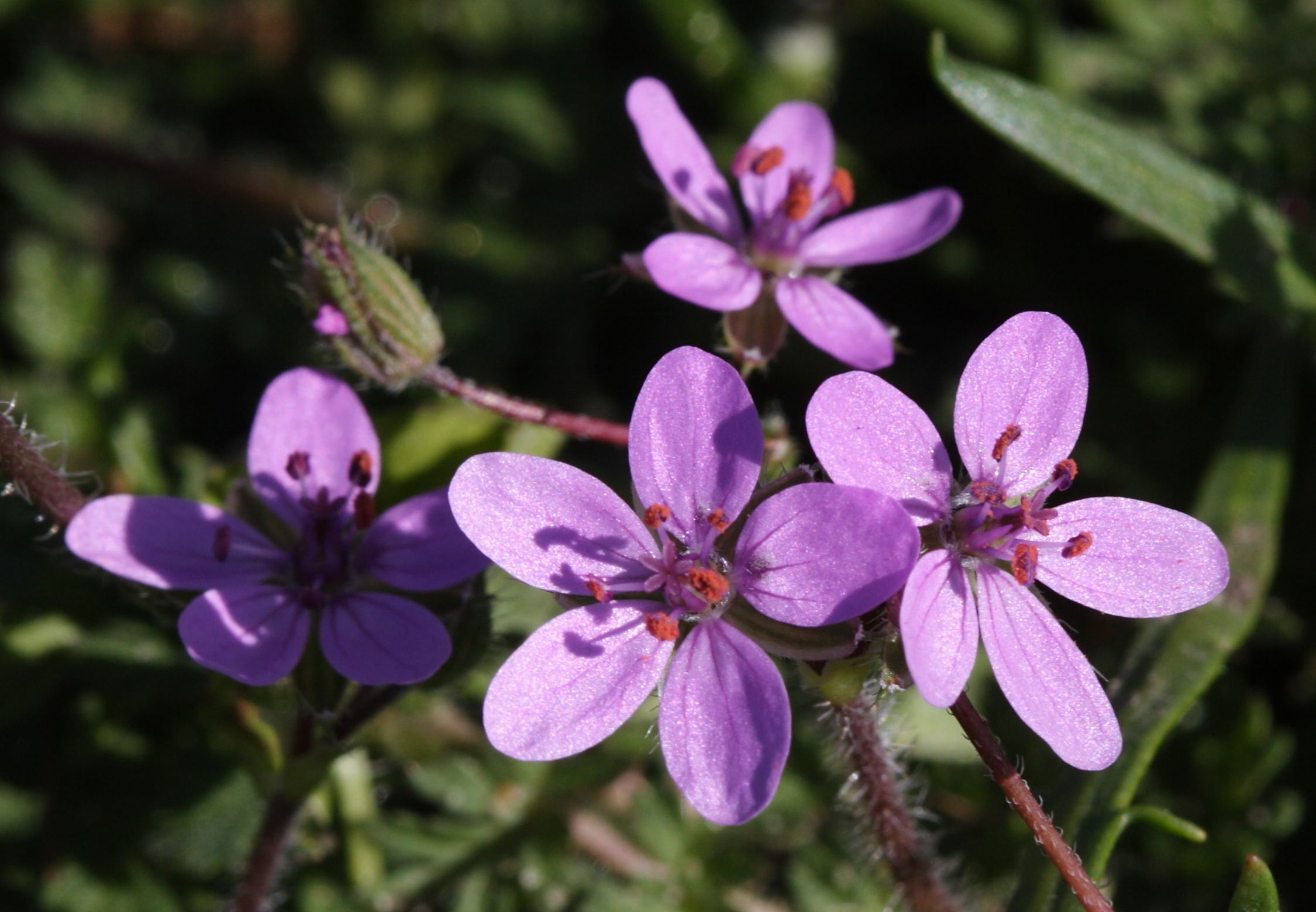 erodium_cicutarium2md