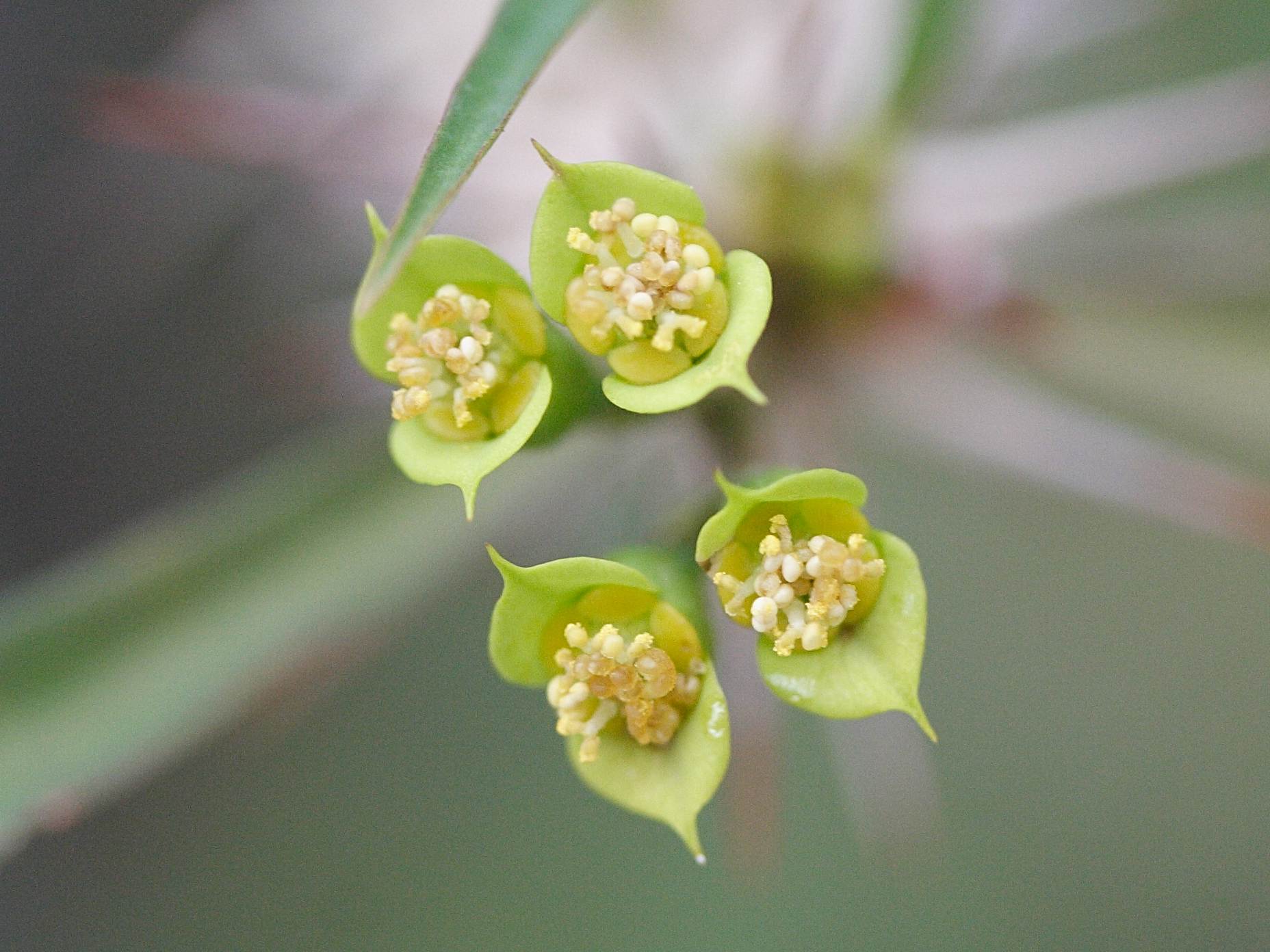 Afficher le média euphorbia_genoudiana1md euphorbia_genoudiana1md