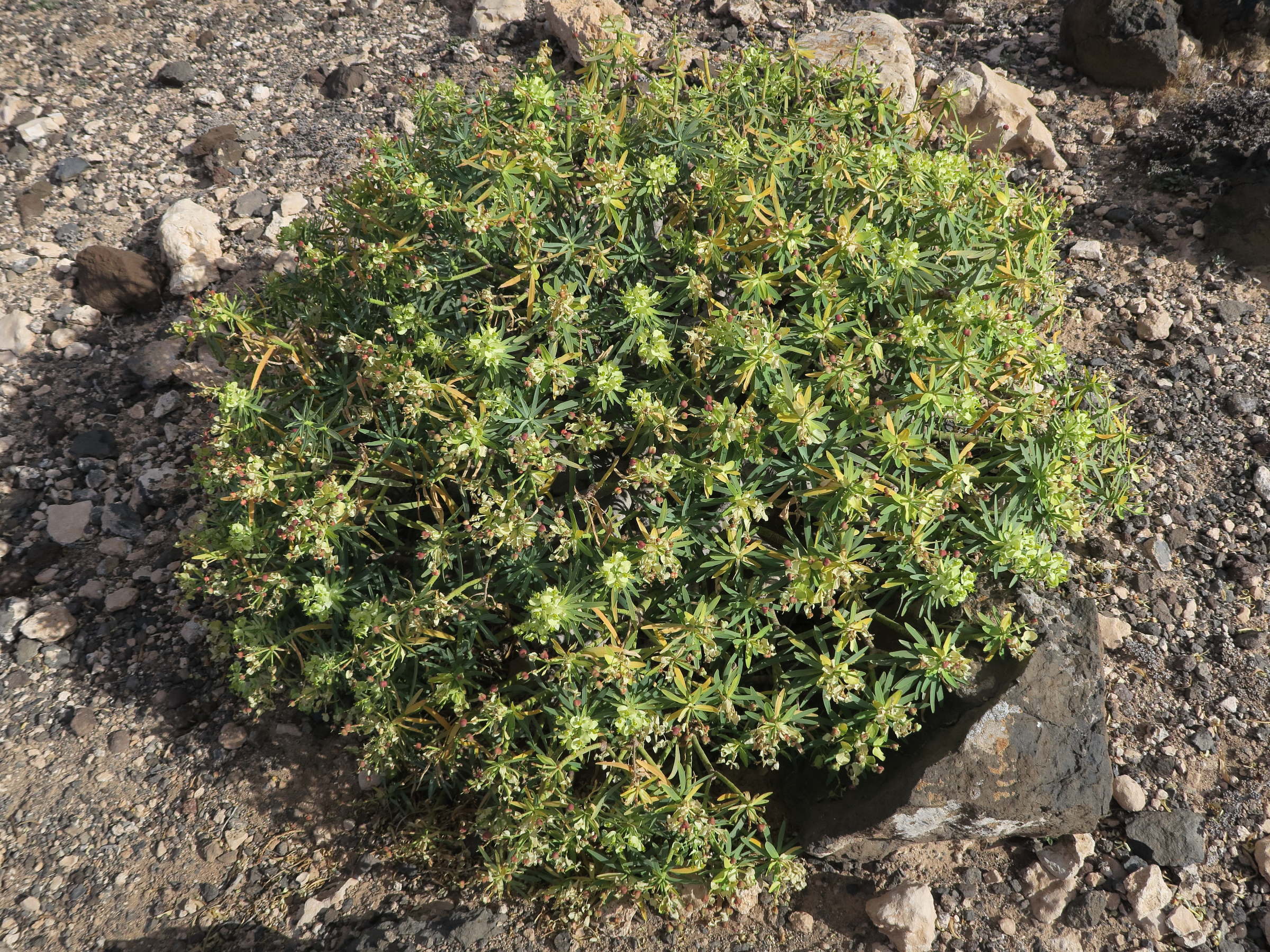 euphorbia_regis-jubae3md