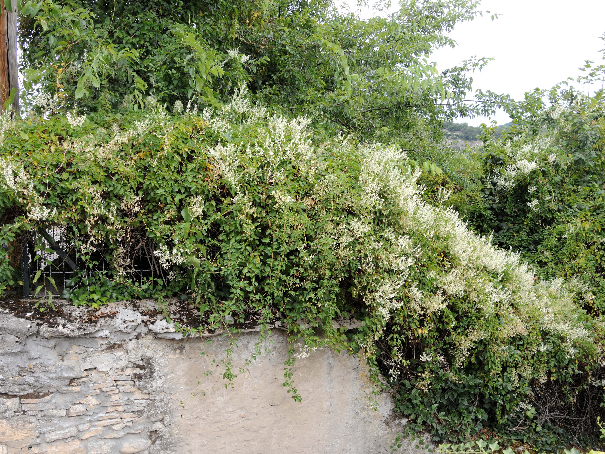 Afficher le média fallopia_aubertii4md fallopia_aubertii4md