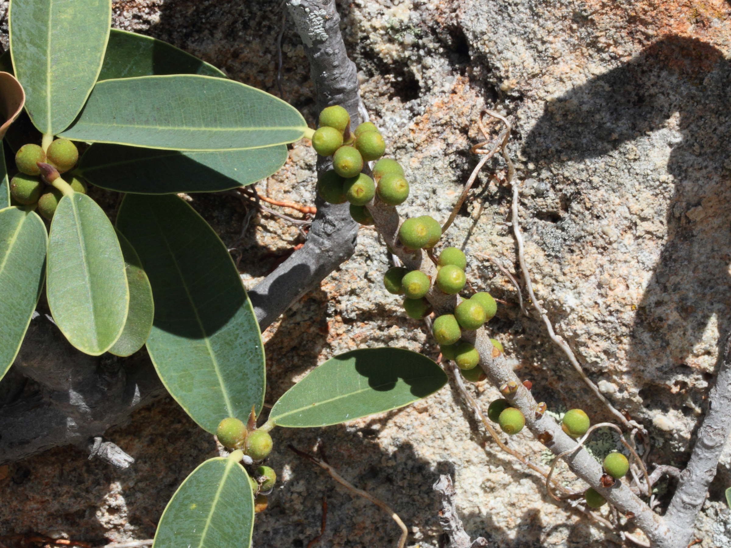 ficus_menabeensis_meridionalis2md
