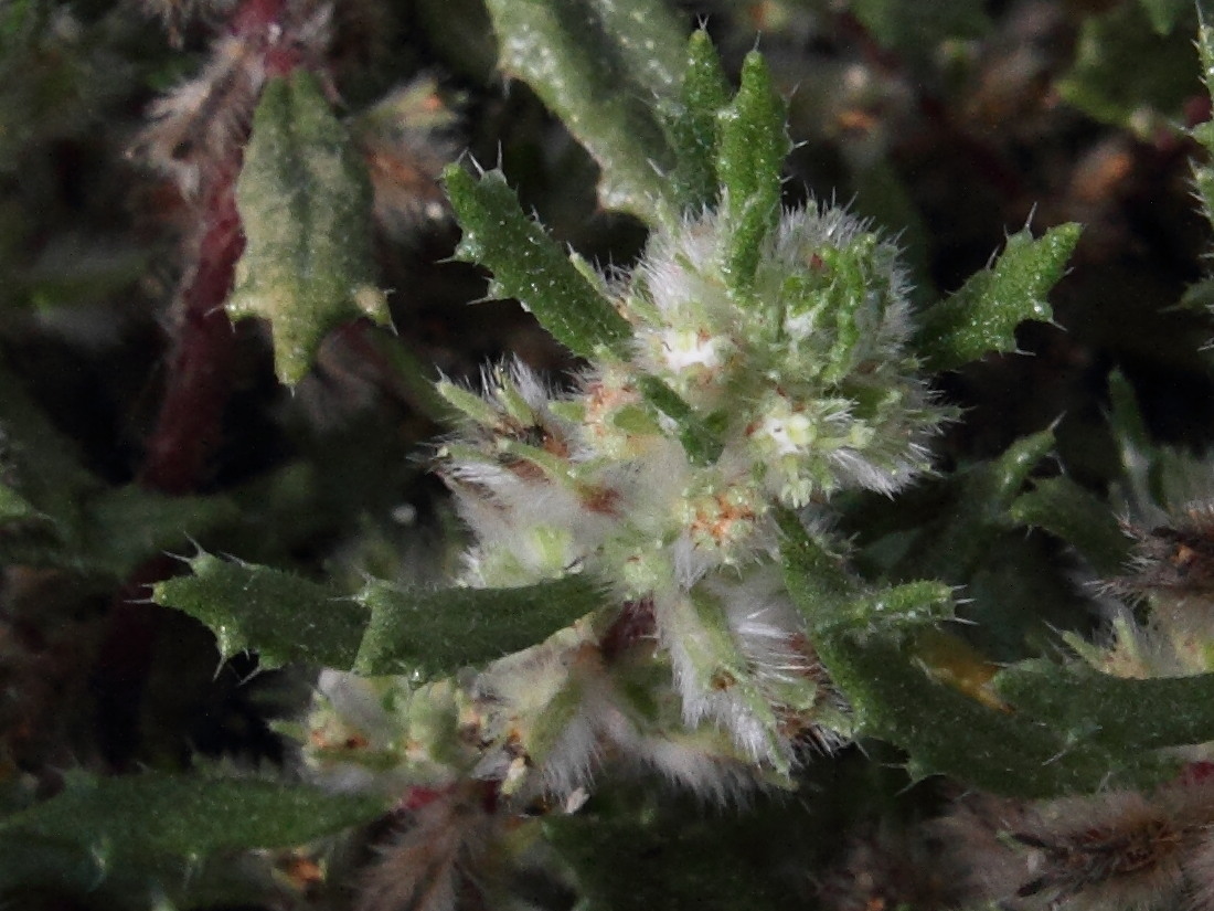 Afficher le média forsskaolea_angustifolia3md forsskaolea_angustifolia3md