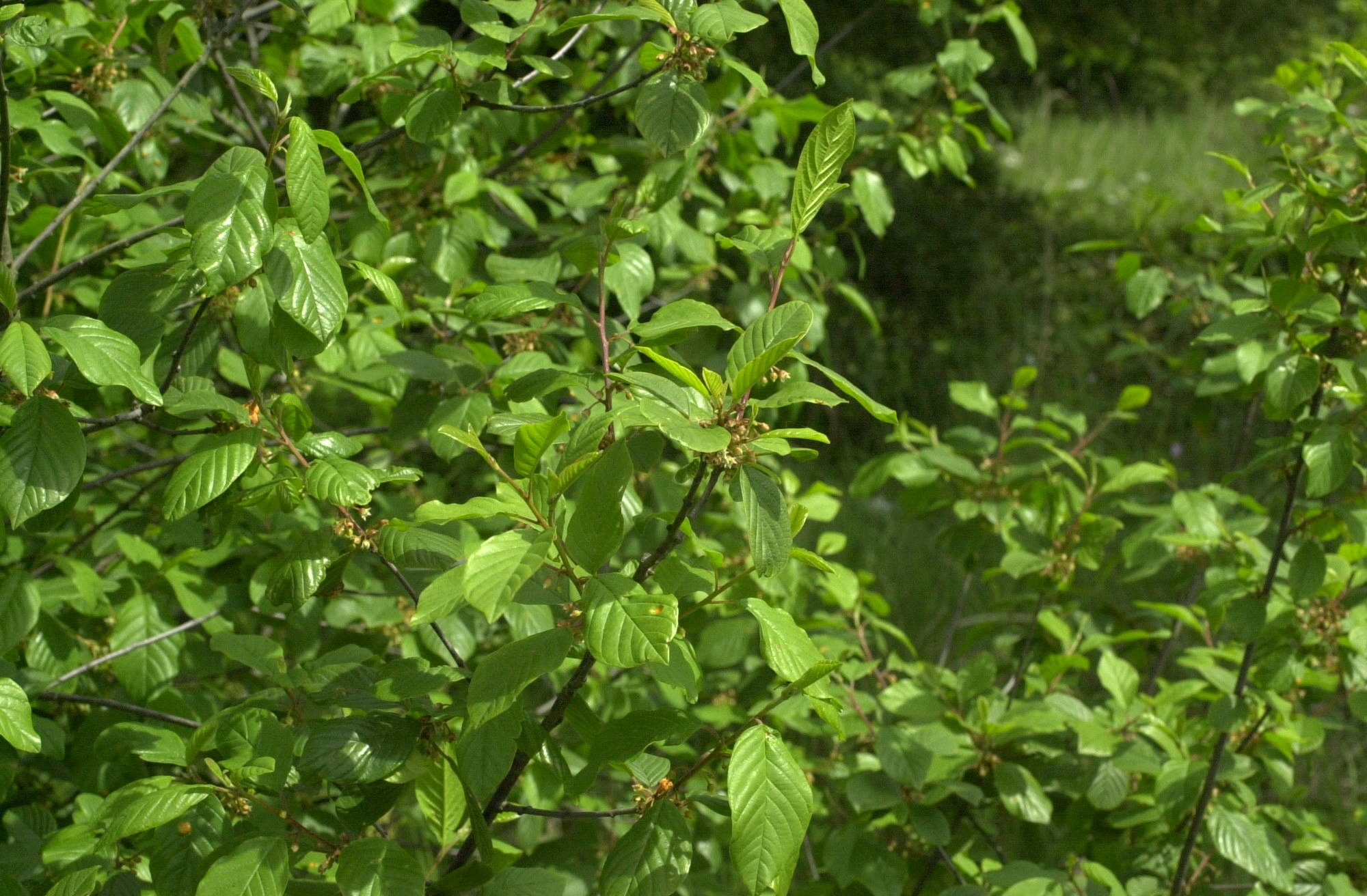 Frangula_dodonei ssp. dodonei