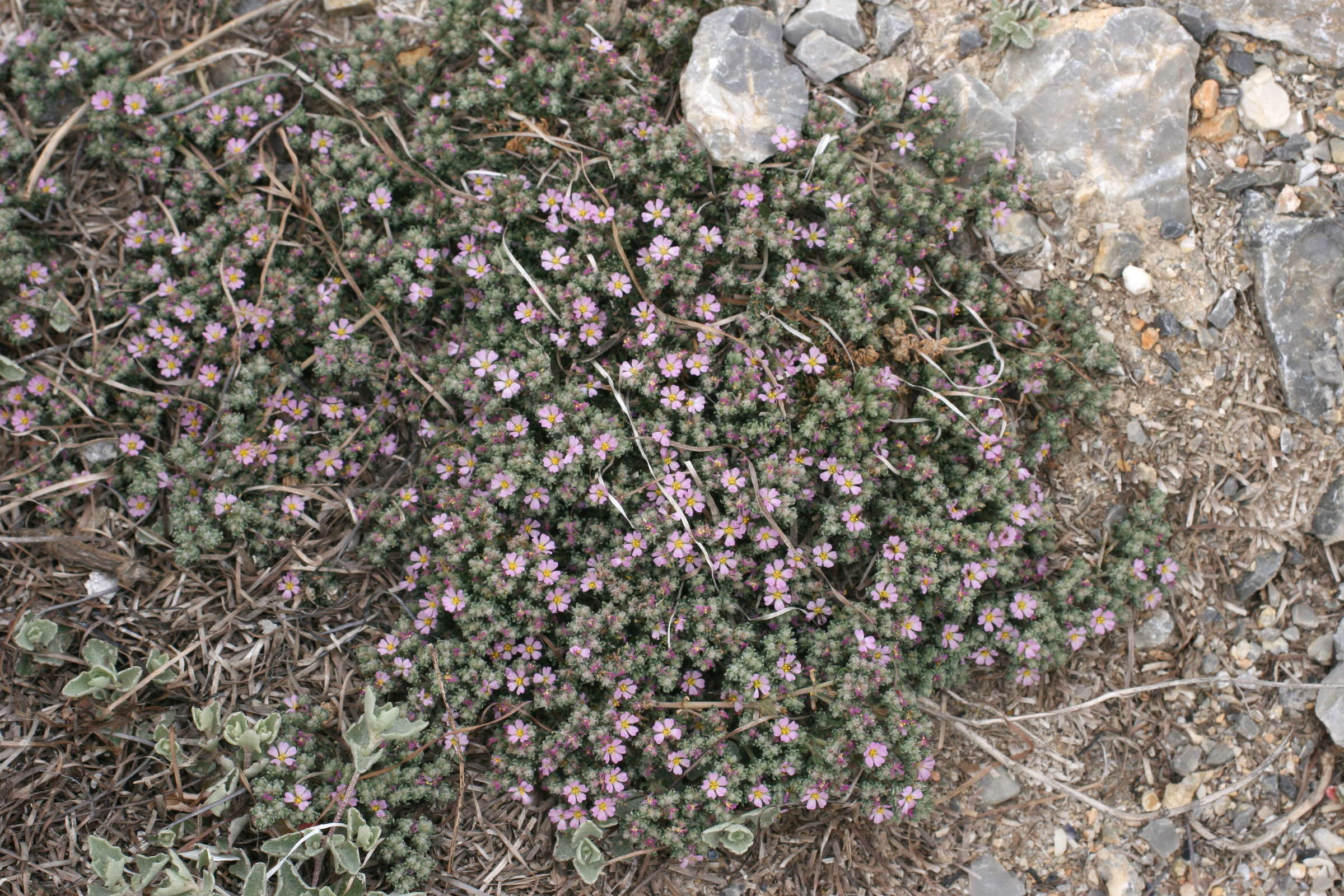 Afficher le média frankenia_hirsuta1md frankenia_hirsuta1md