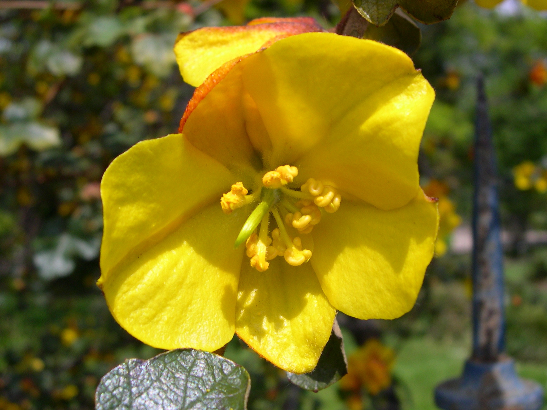 Afficher le média fremontodendron_californicum3amd fremontodendron_californicum3amd