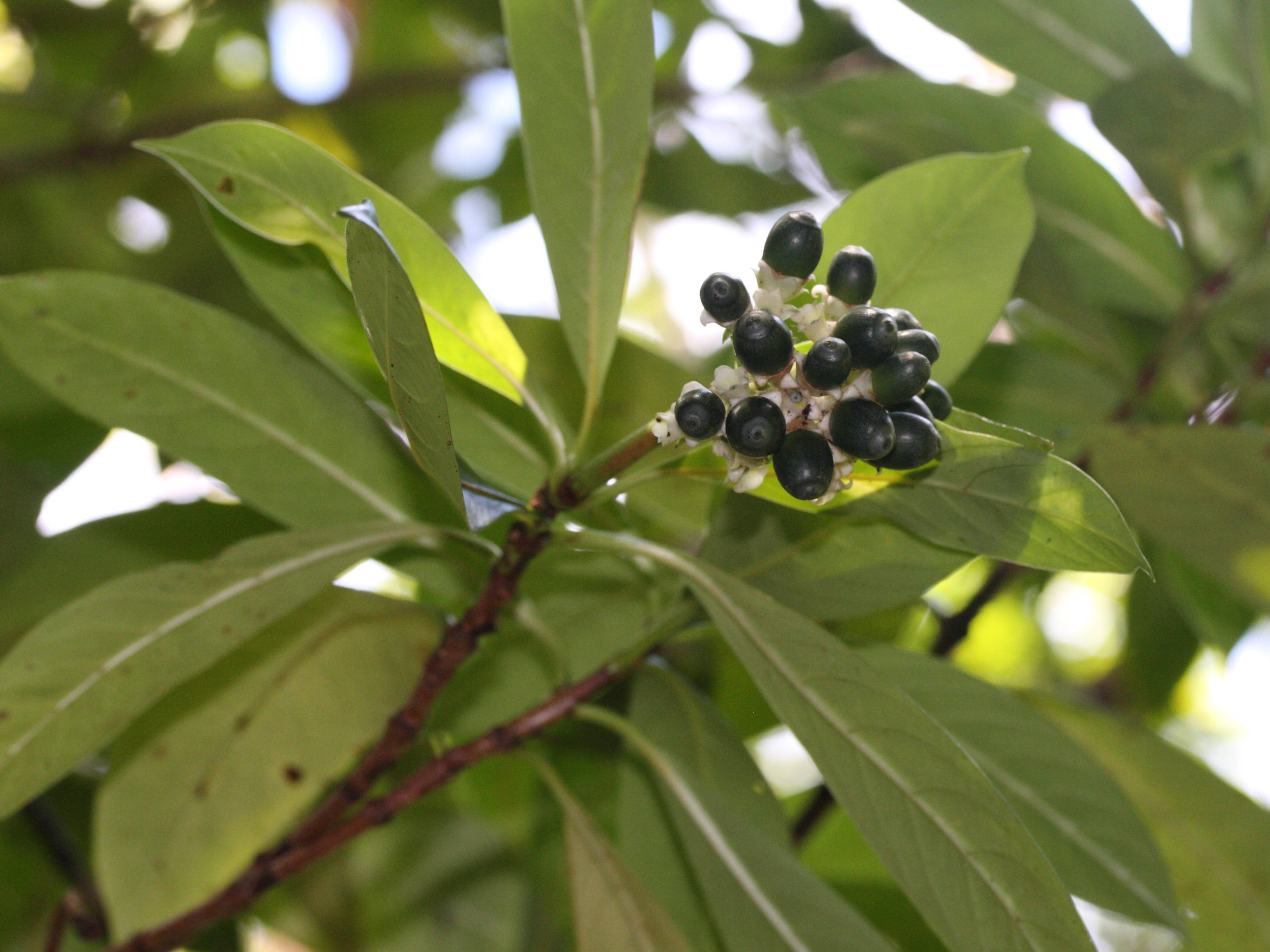 gaertnera_vaginata1md