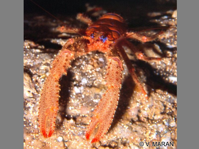 galathea_strigosa1vm