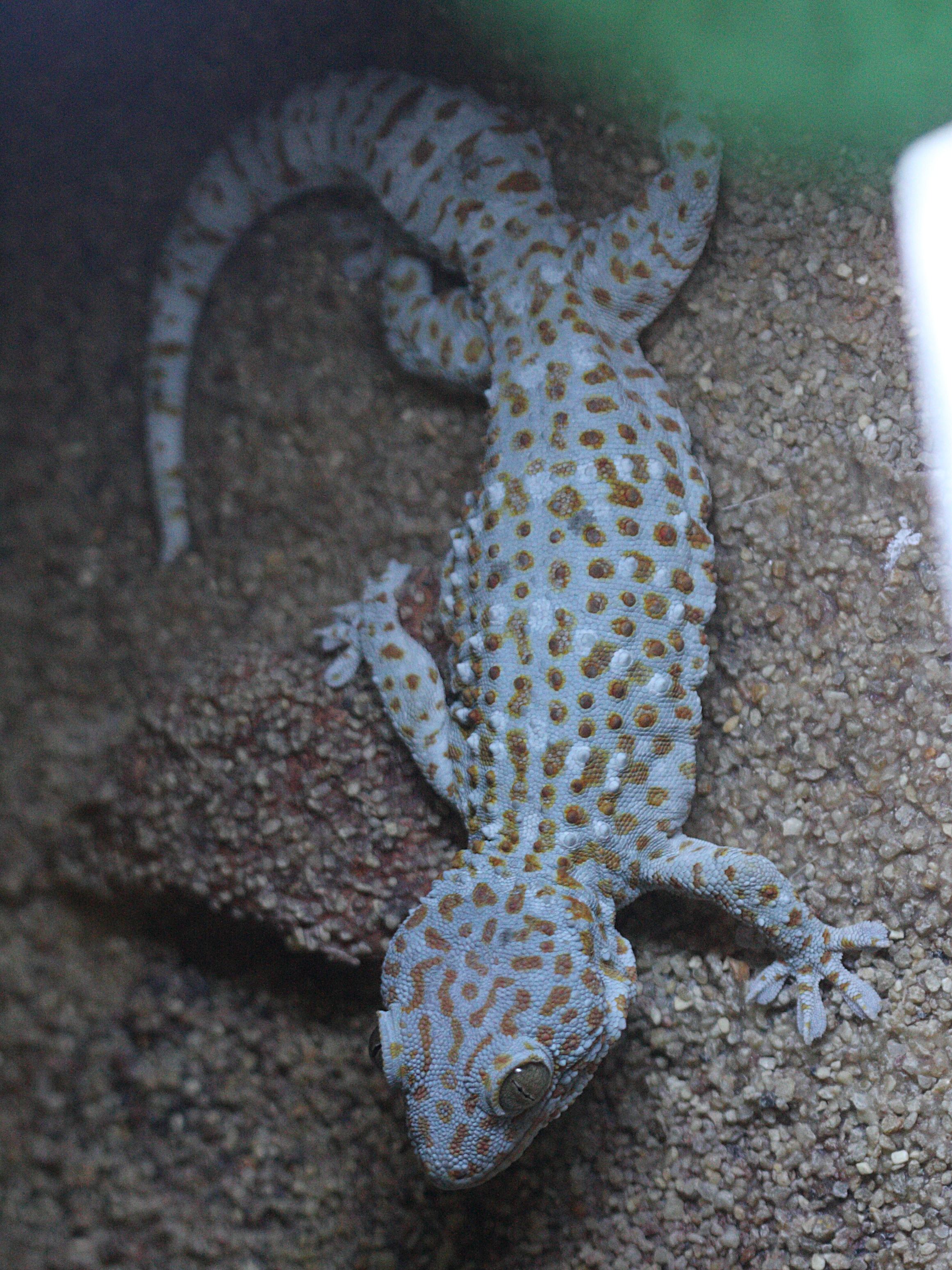 gekko_gecko3bd