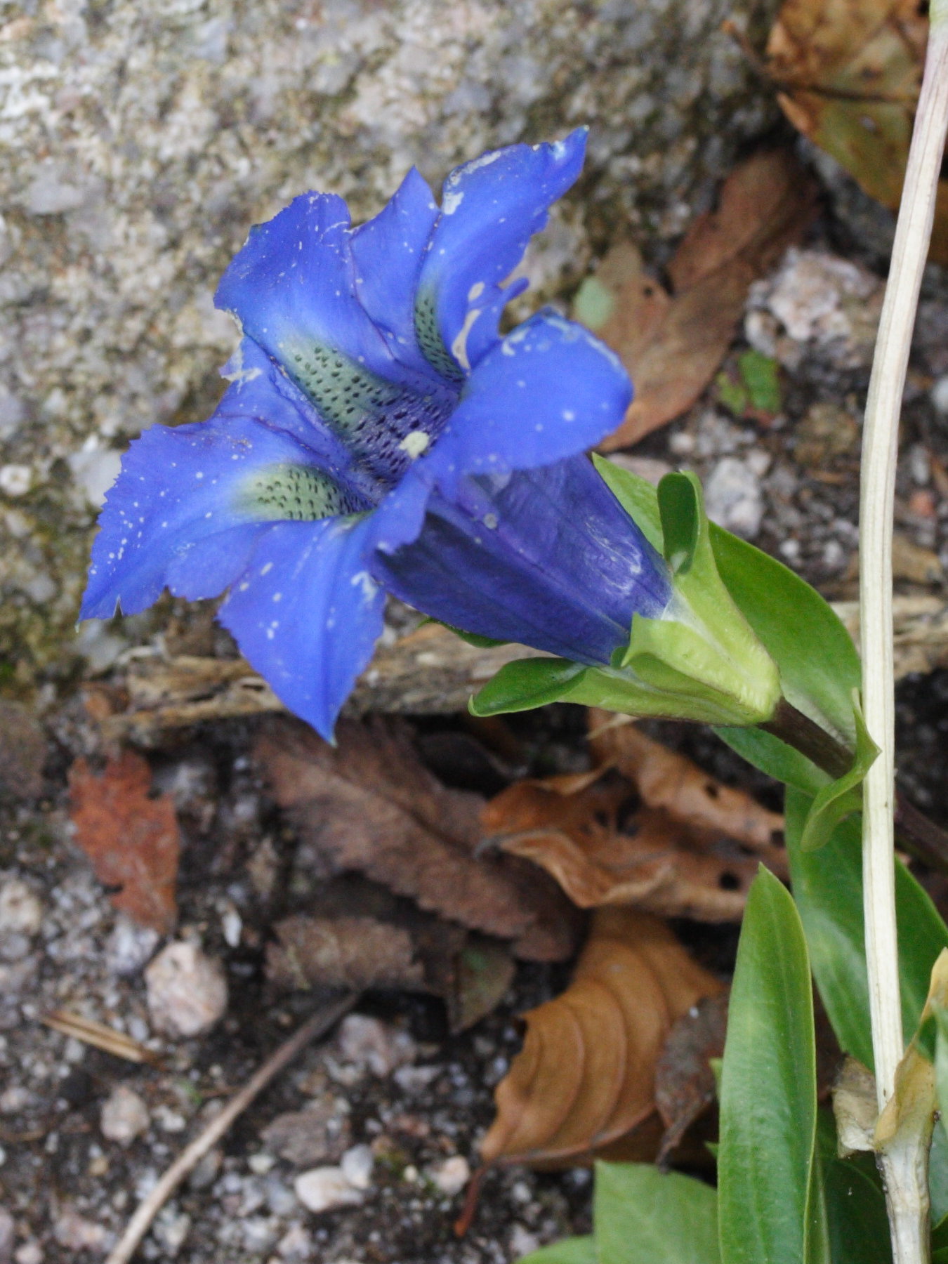 gentiana_dinarica3md