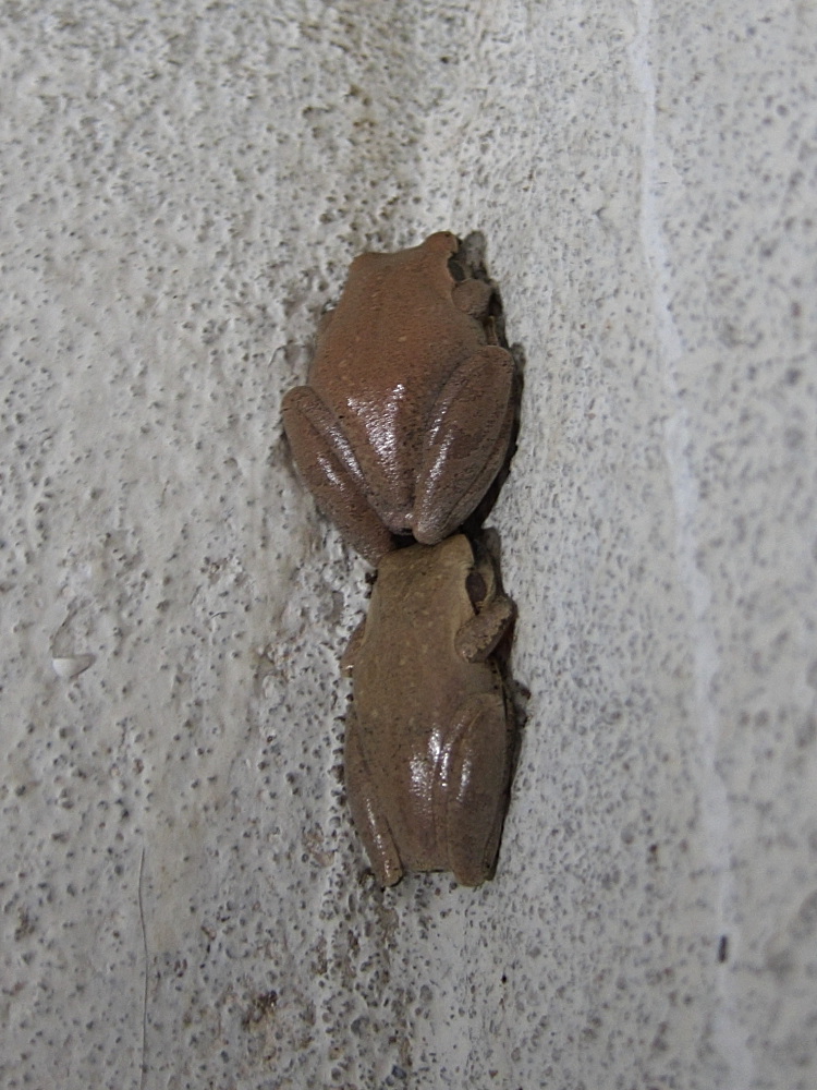 gephyromantis_corvus1bd