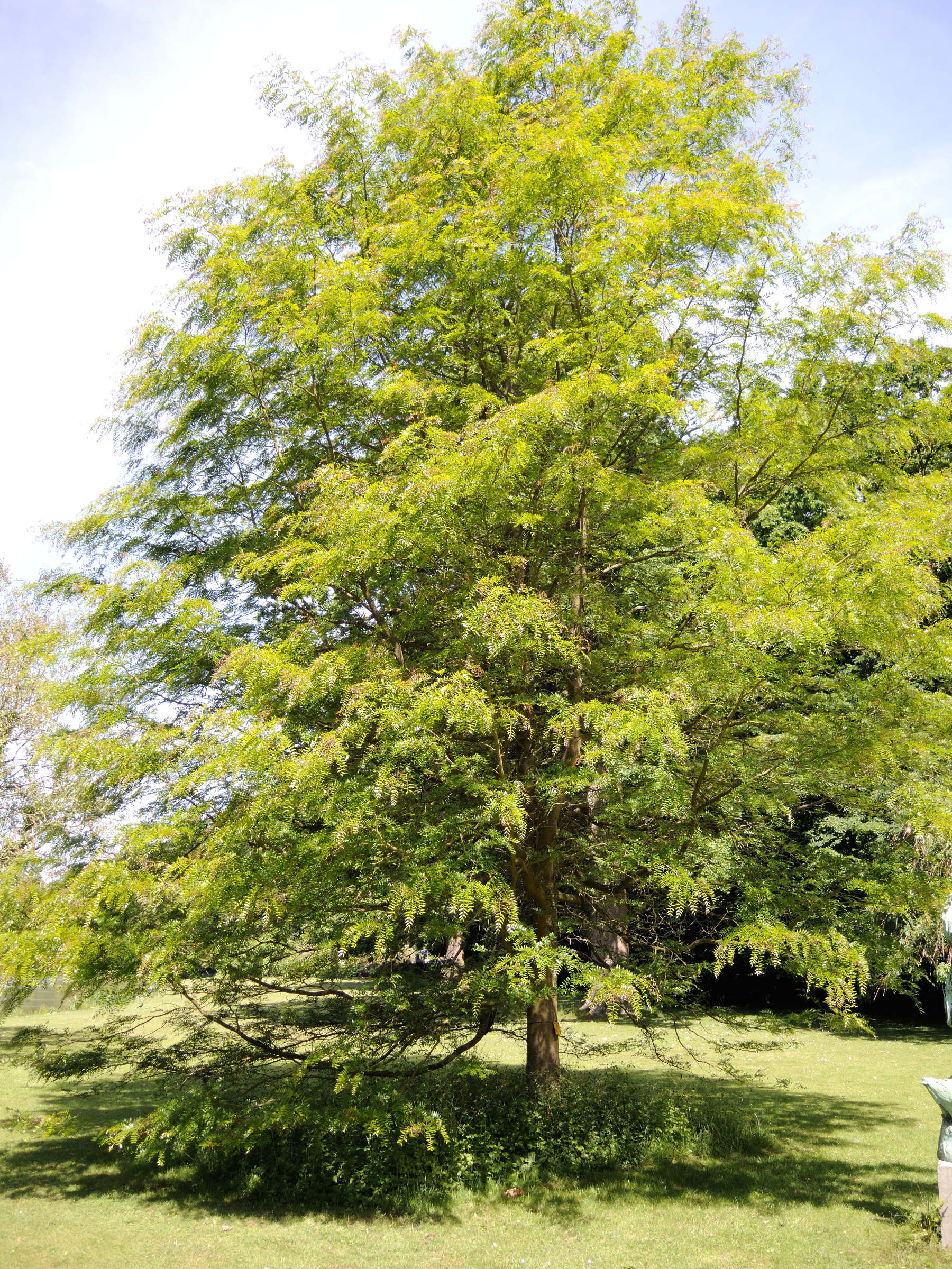 gleditsia_aquatica1md
