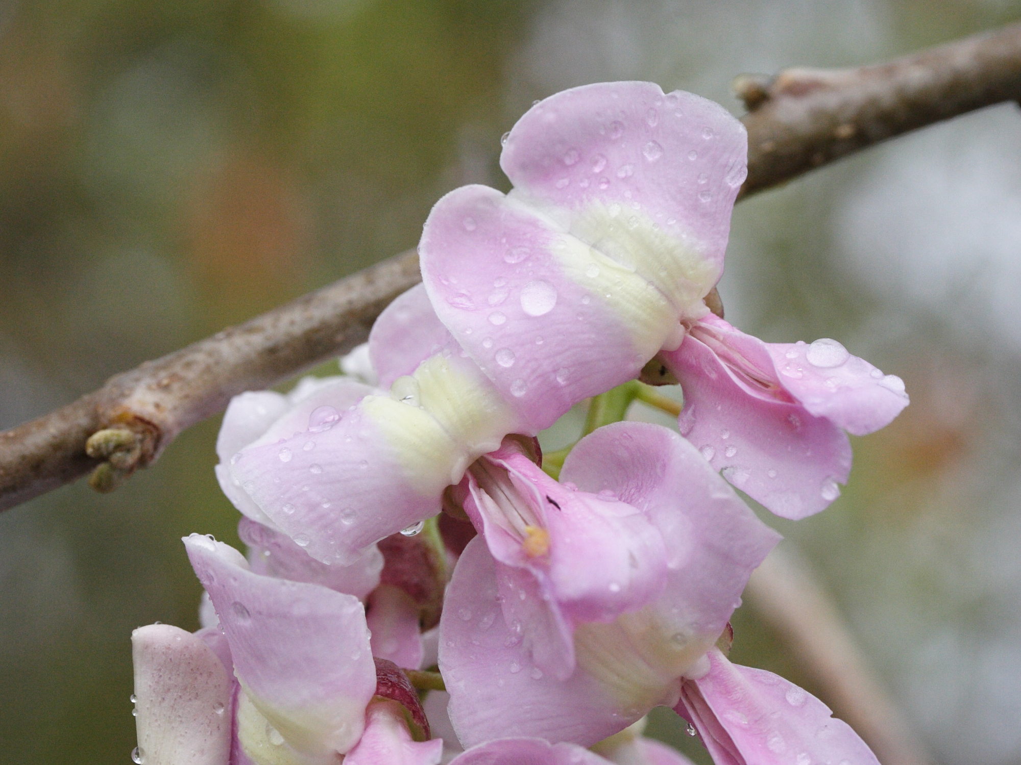 gliricidia_sepium6md