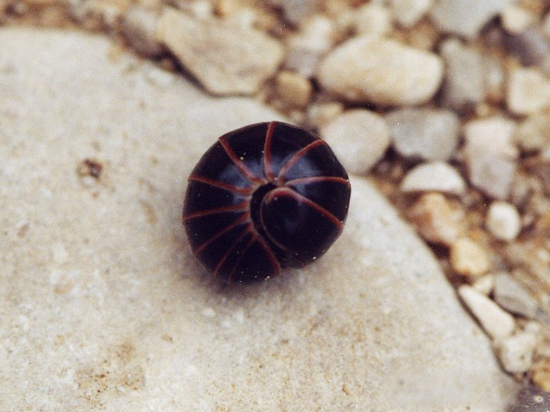 glomeris_marginata2md