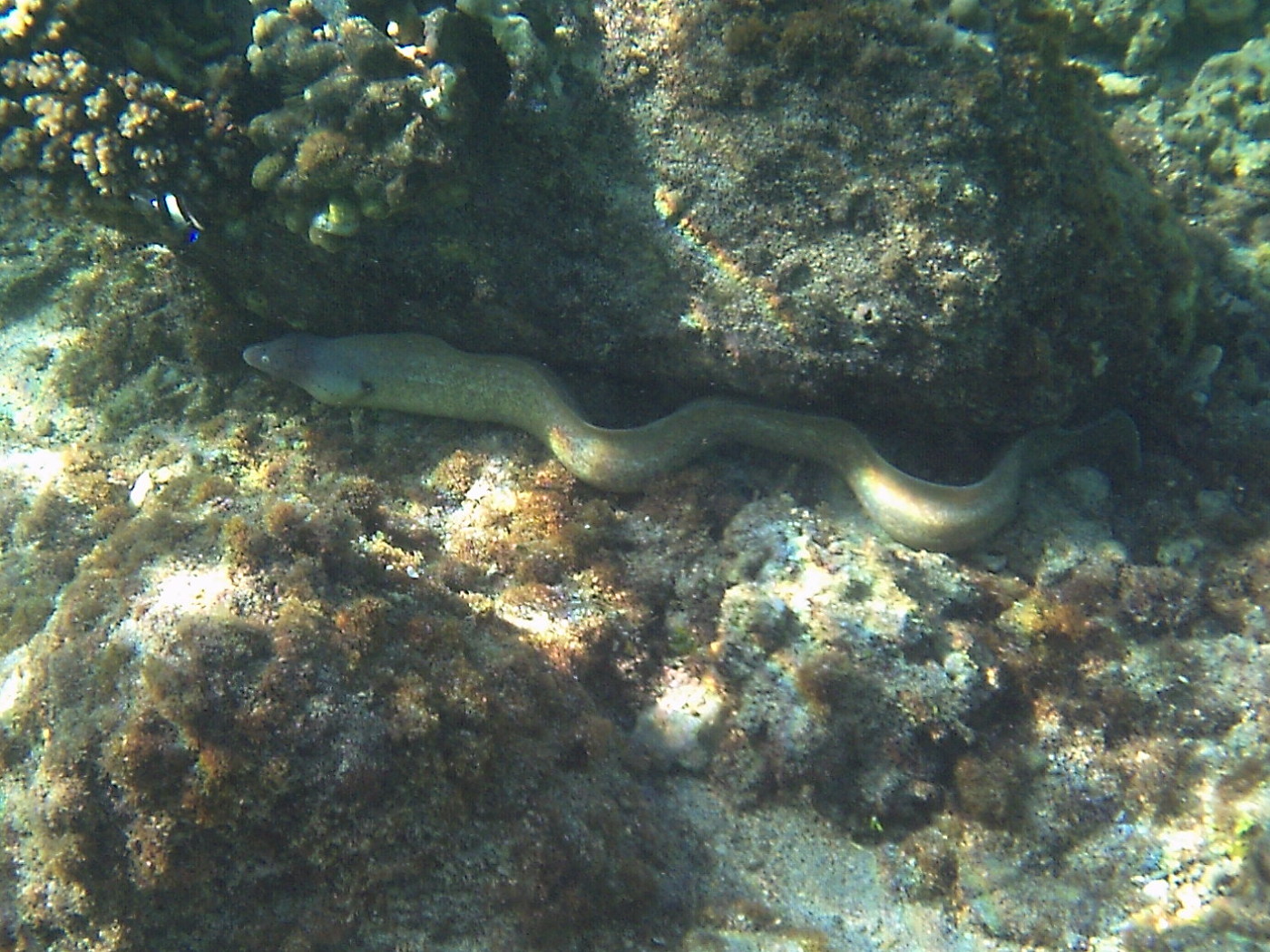 gymnothorax_griseus2bd