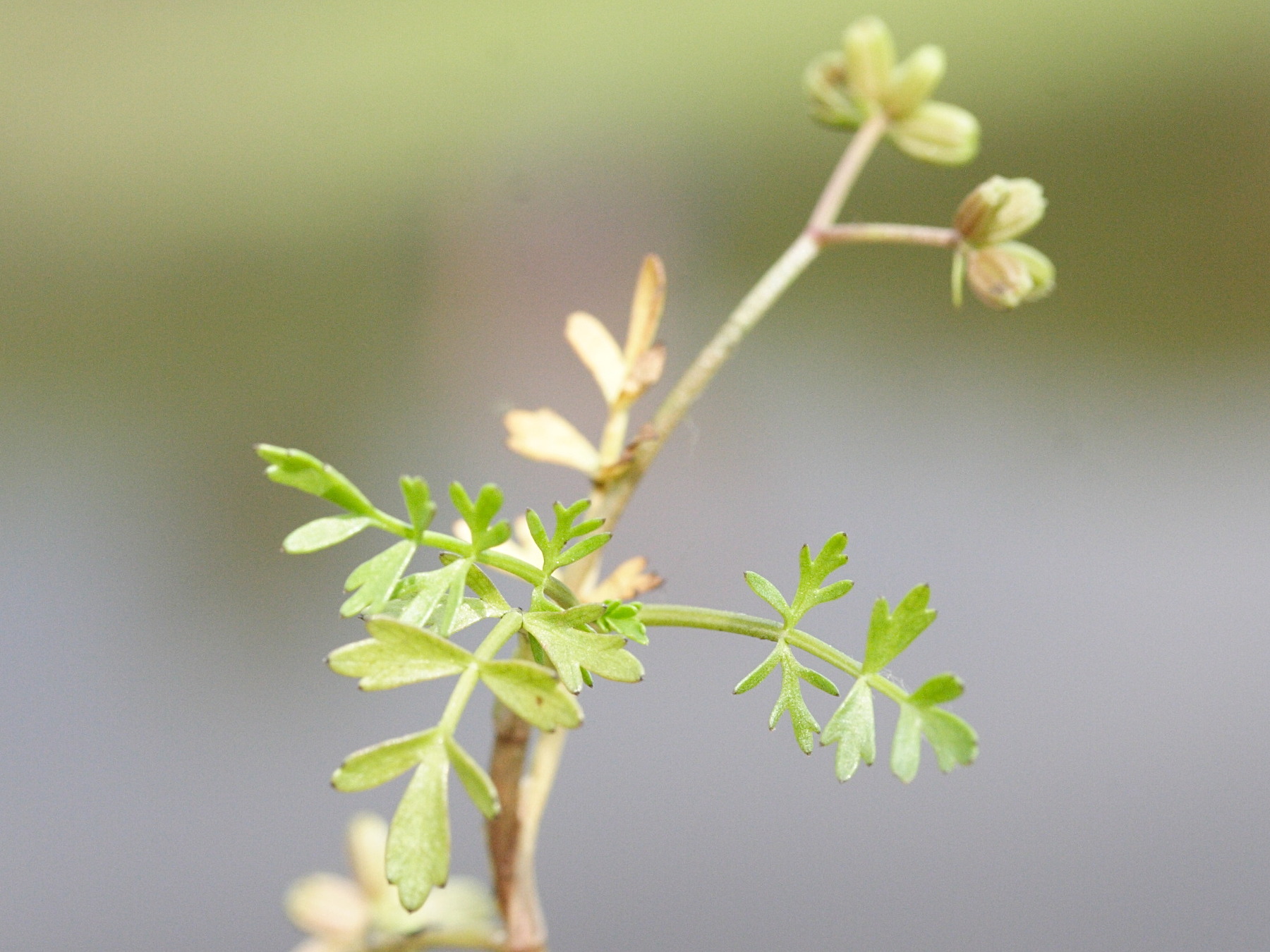 helosciadium_inundatum4md